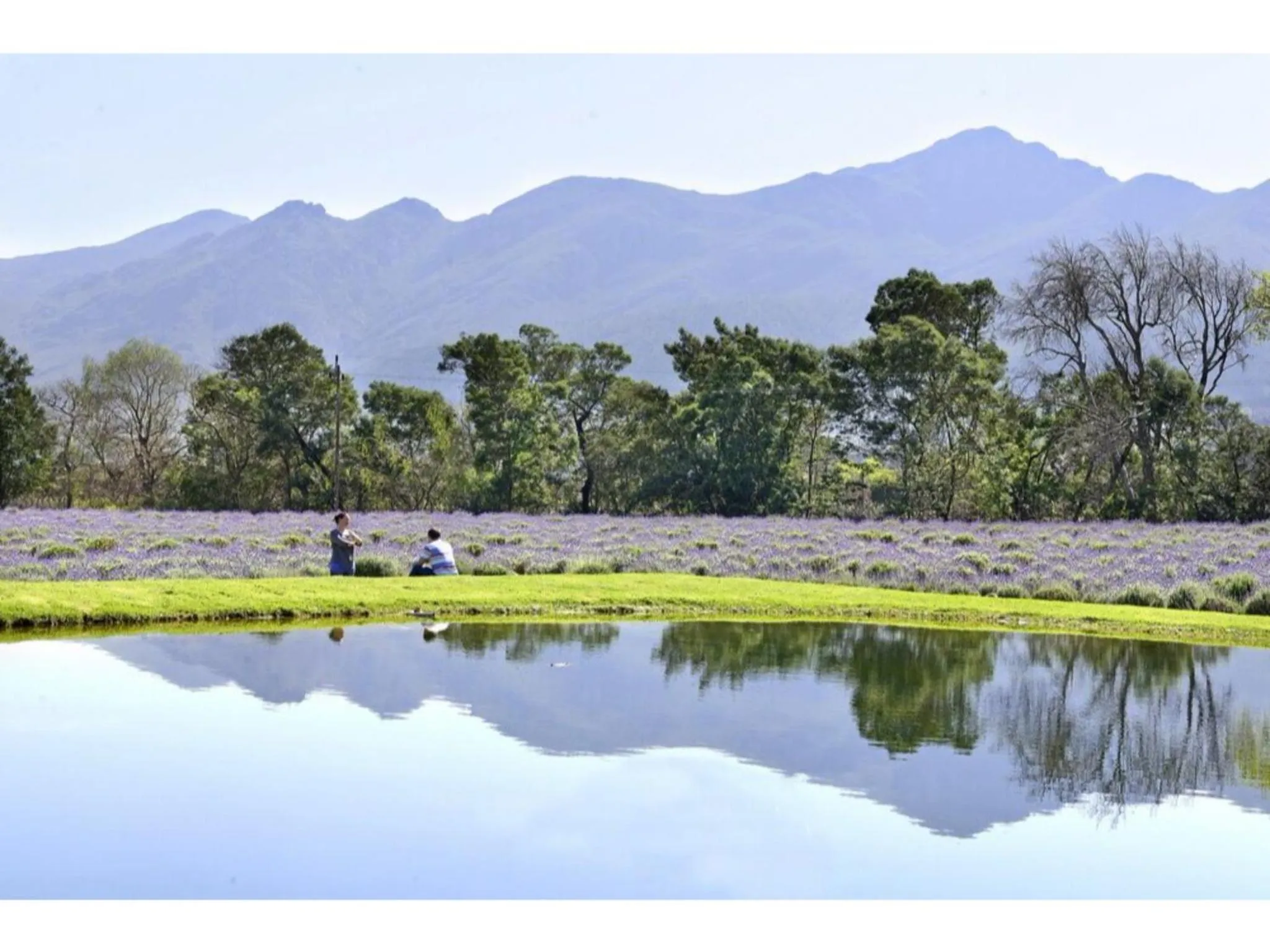 Day in Lavender Farm Boutique Guest House