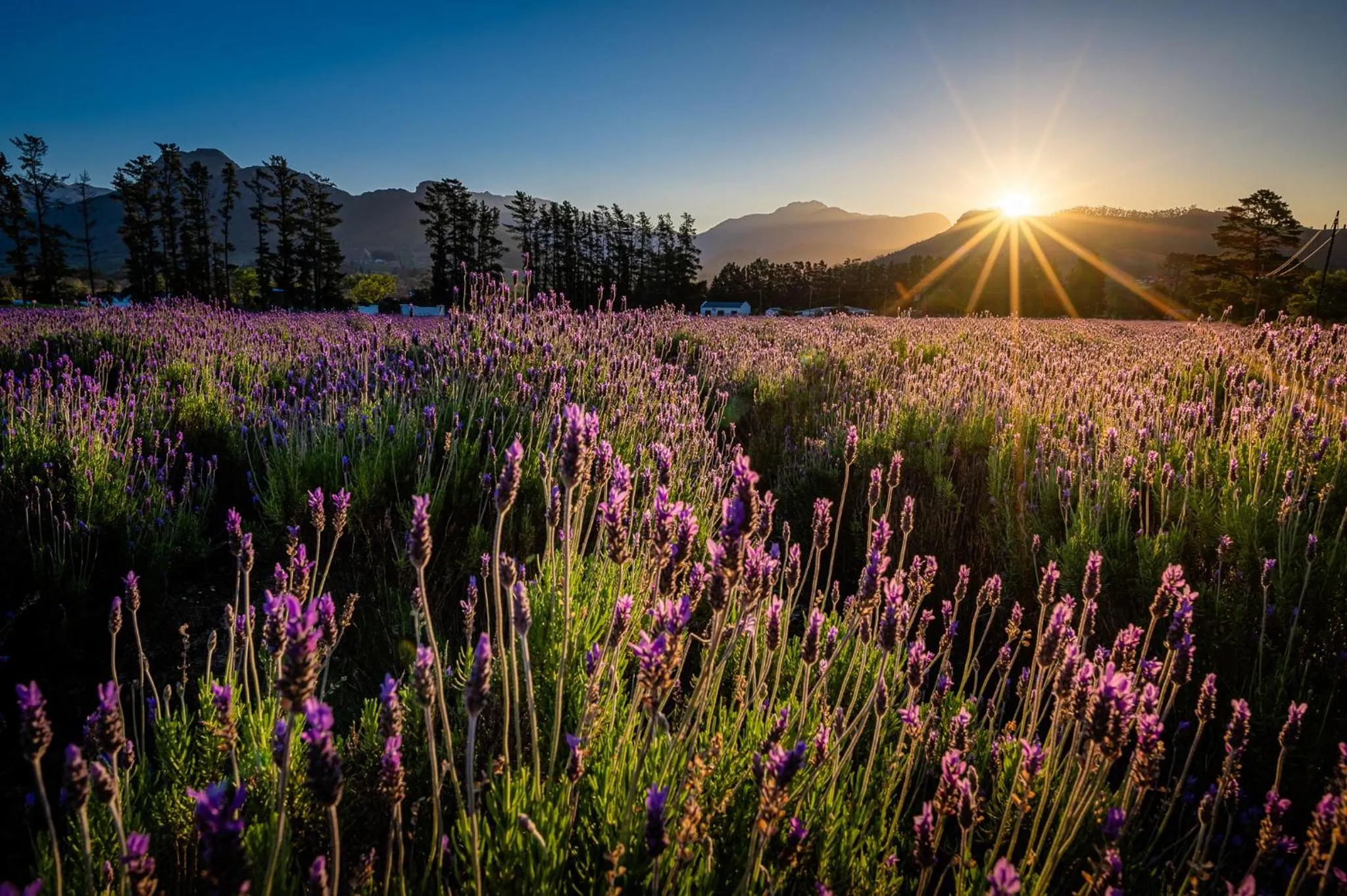 Natural landscape in Lavender Farm Boutique Guest House