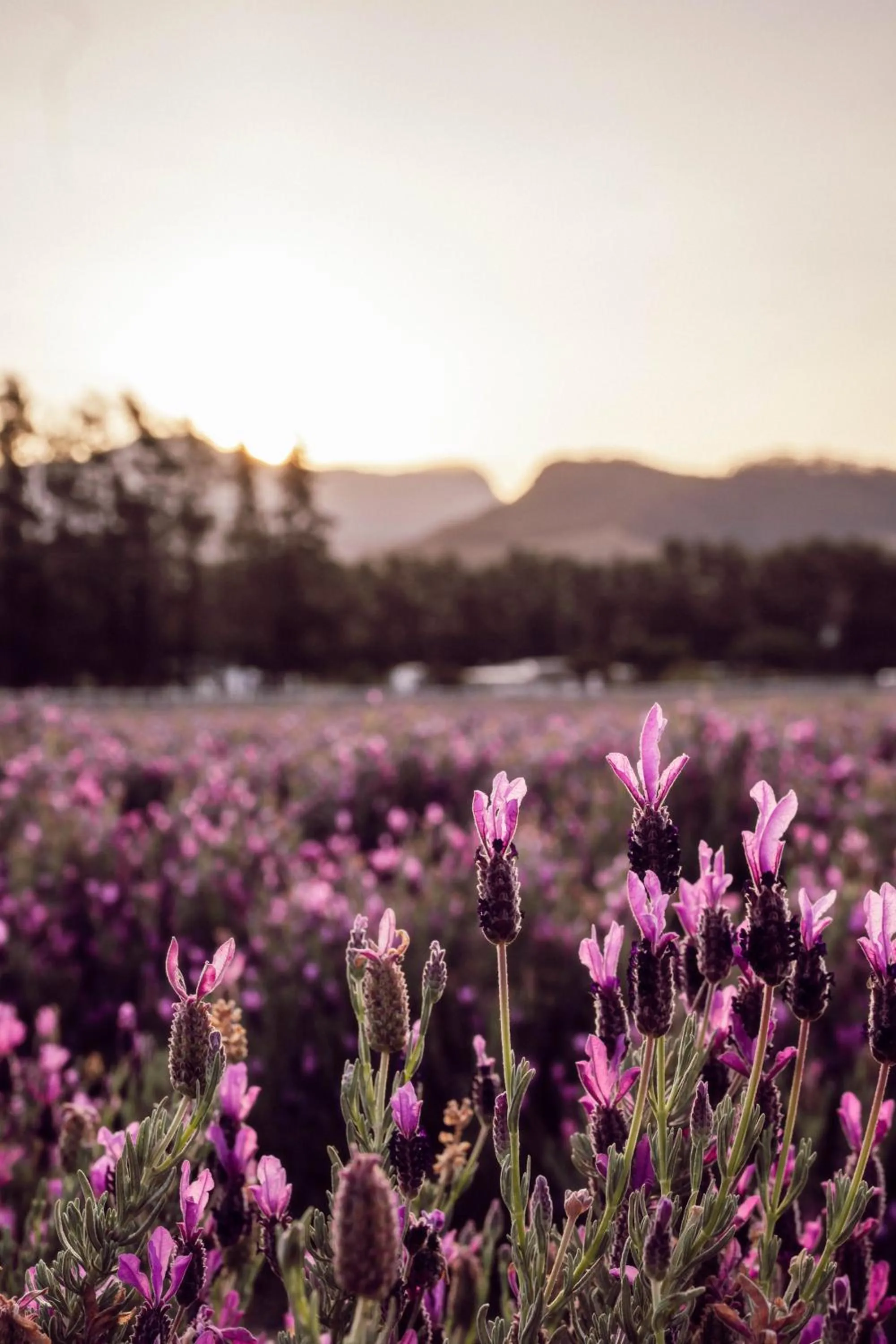 Natural landscape in Lavender Farm Boutique Guest House
