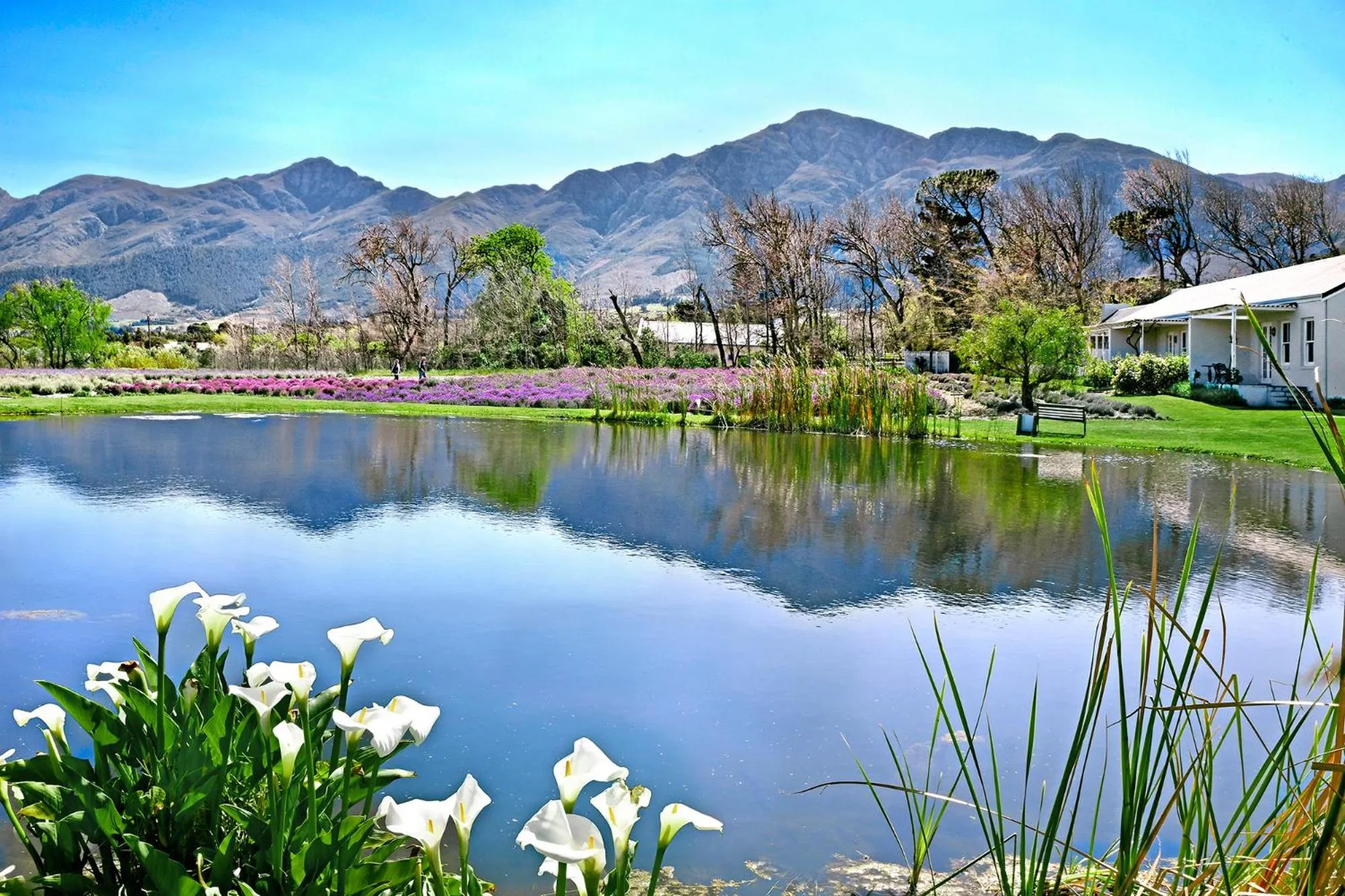 Natural landscape in Lavender Farm Boutique Guest House