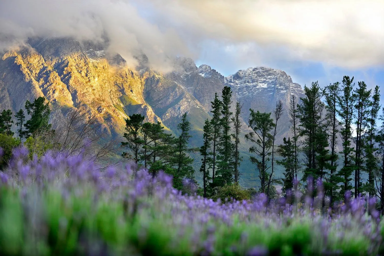 Winter in Lavender Farm Boutique Guest House