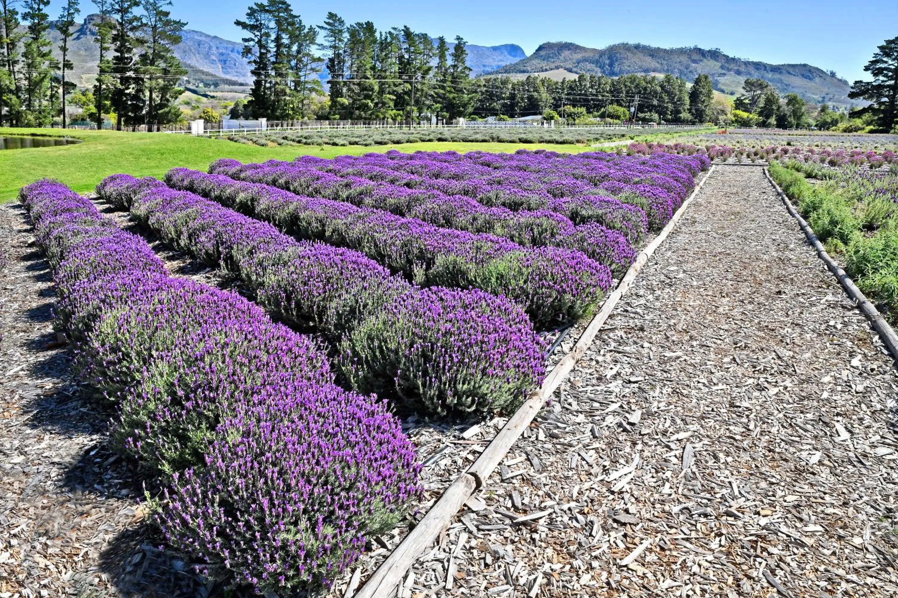 Garden view in Lavender Farm Boutique Guest House
