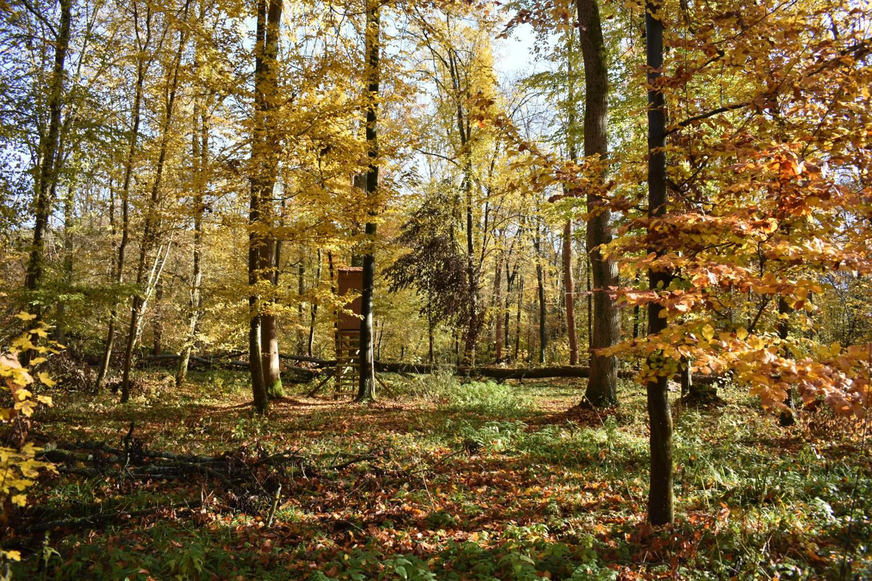 Nearby landmark in Maison d hotes Coeur de Village Alsace & spa