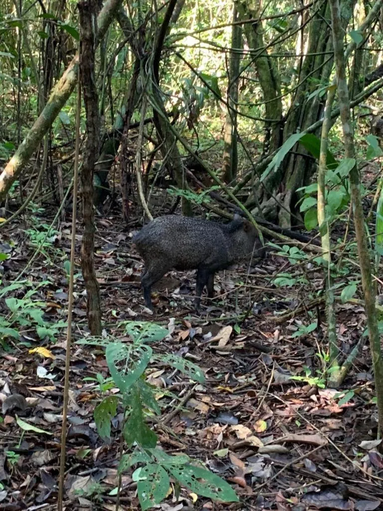 Hiking in Hotel Rancho Corcovado