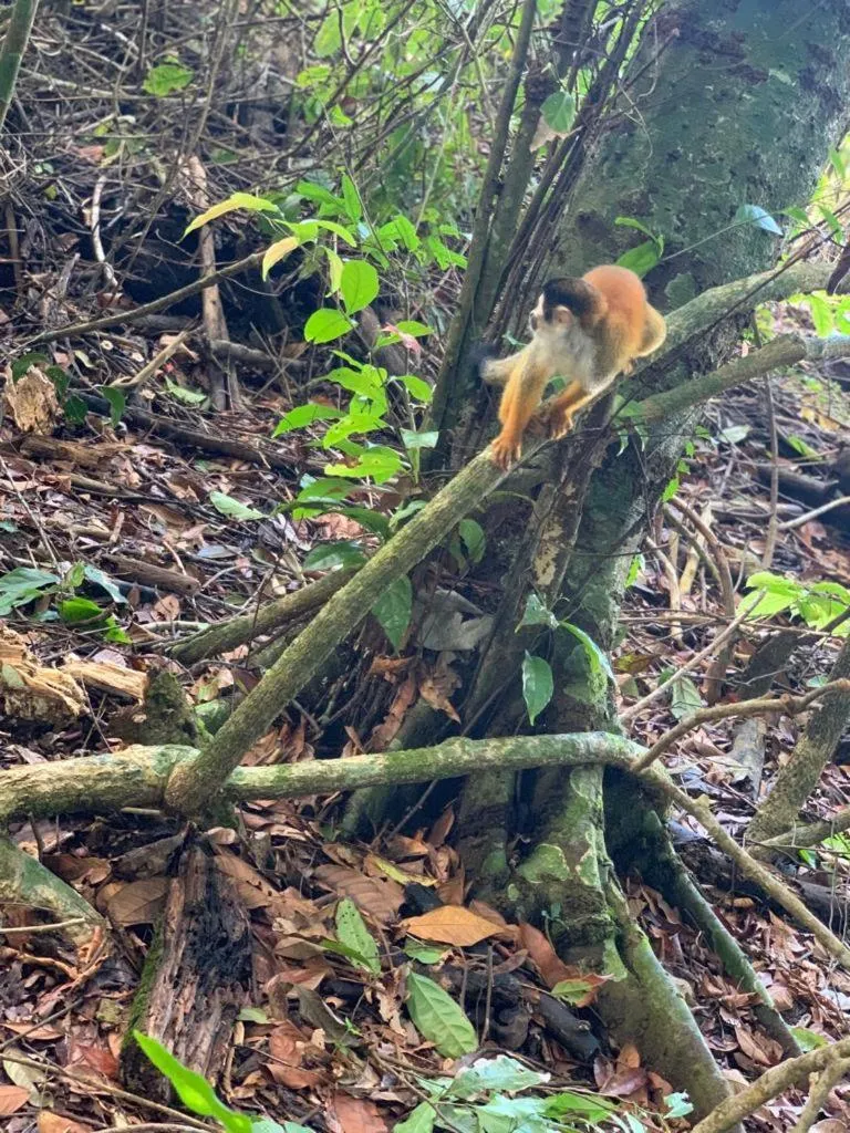 Hiking in Hotel Rancho Corcovado