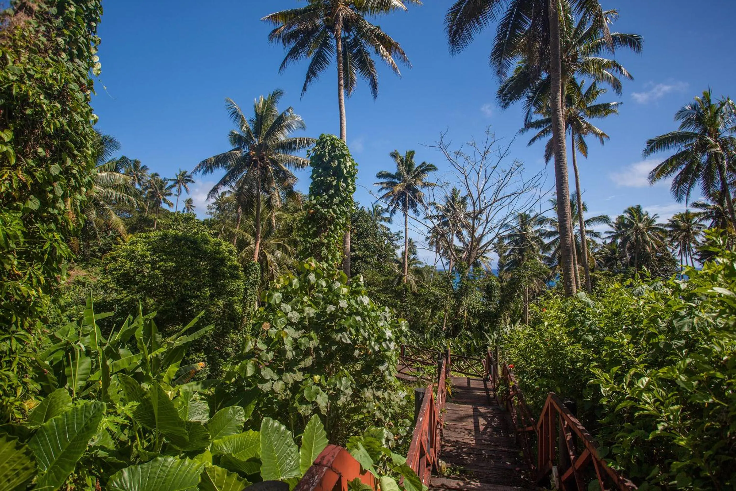 Garden in Maravu Taveuni Lodge