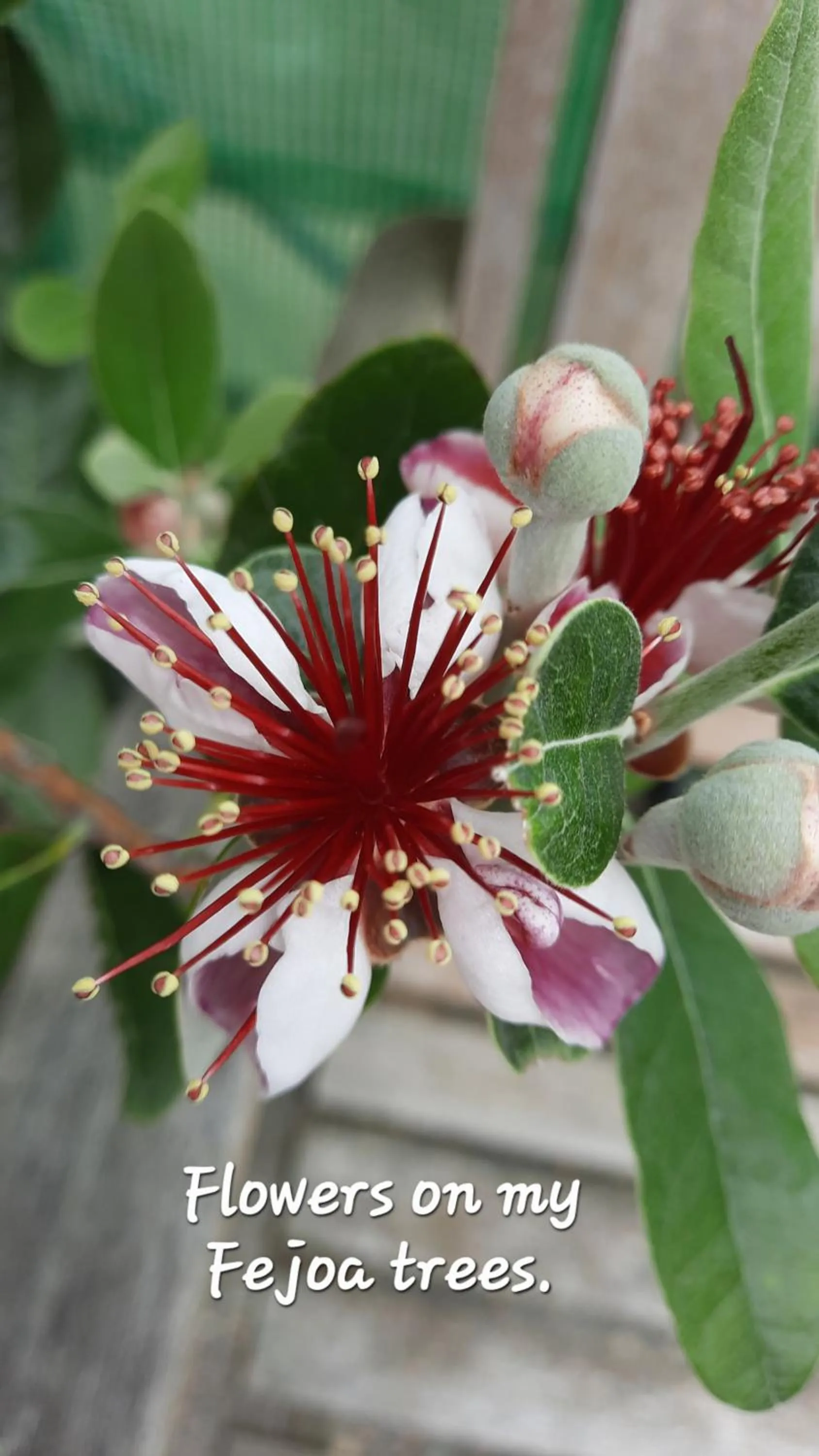 Garden view in 113 On Park