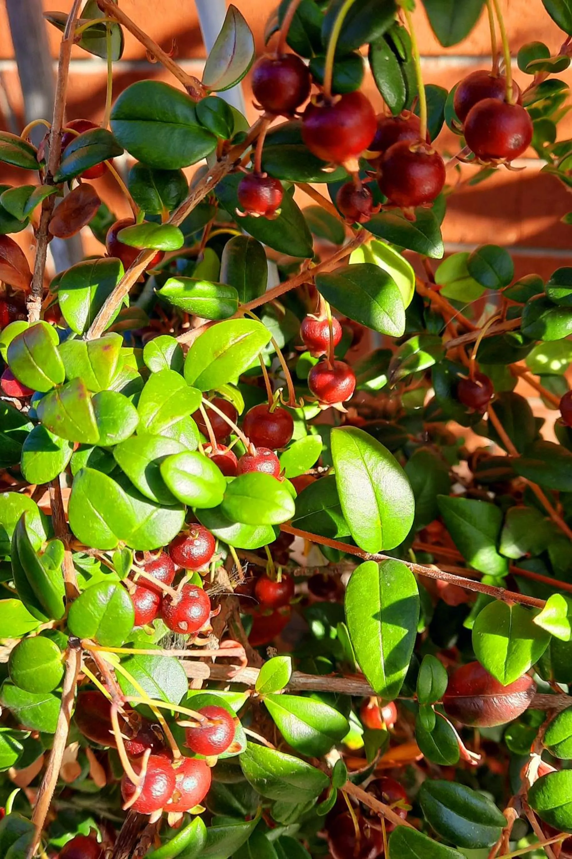 Garden view in 113 On Park