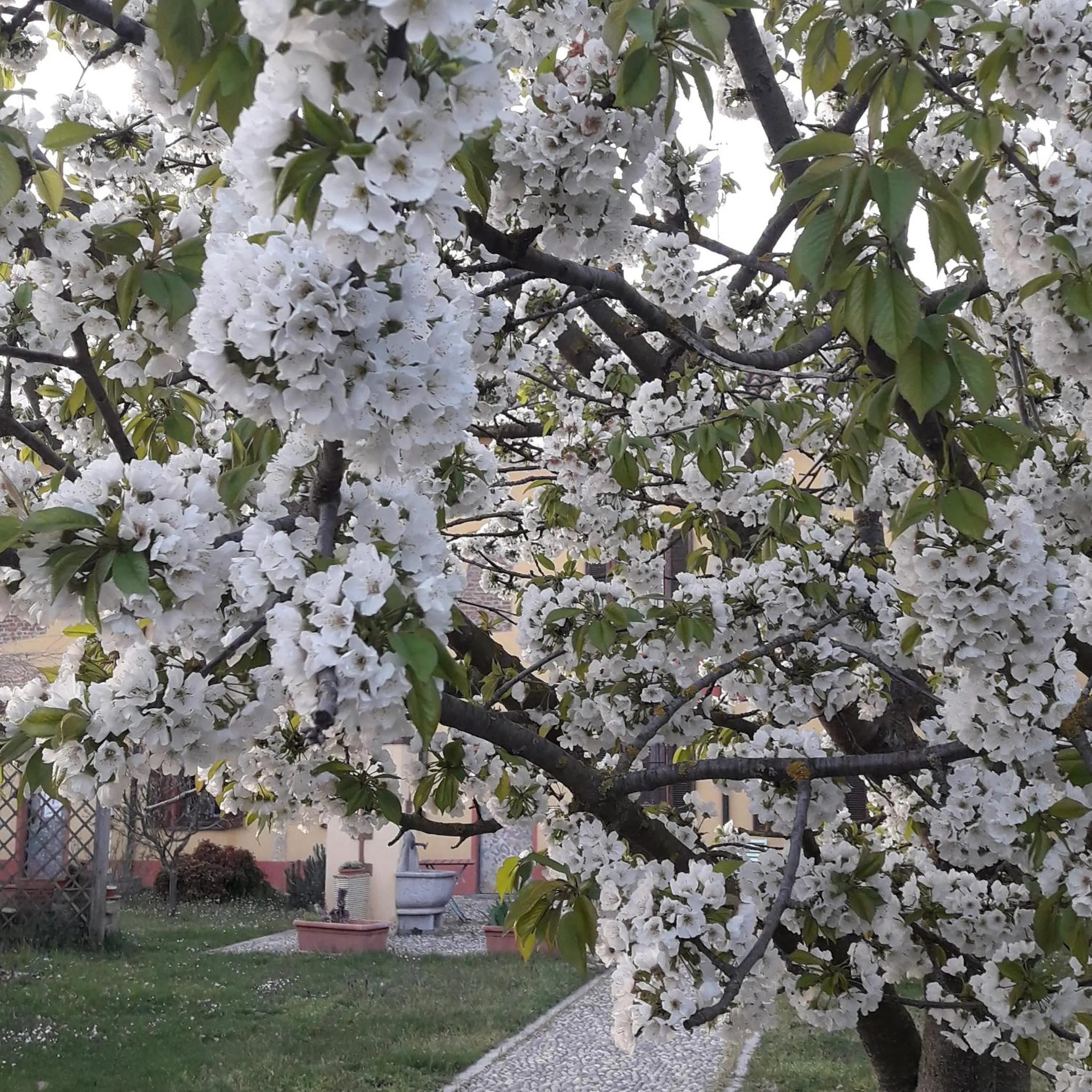 Garden in B&B Il Pioppo E La Fonte