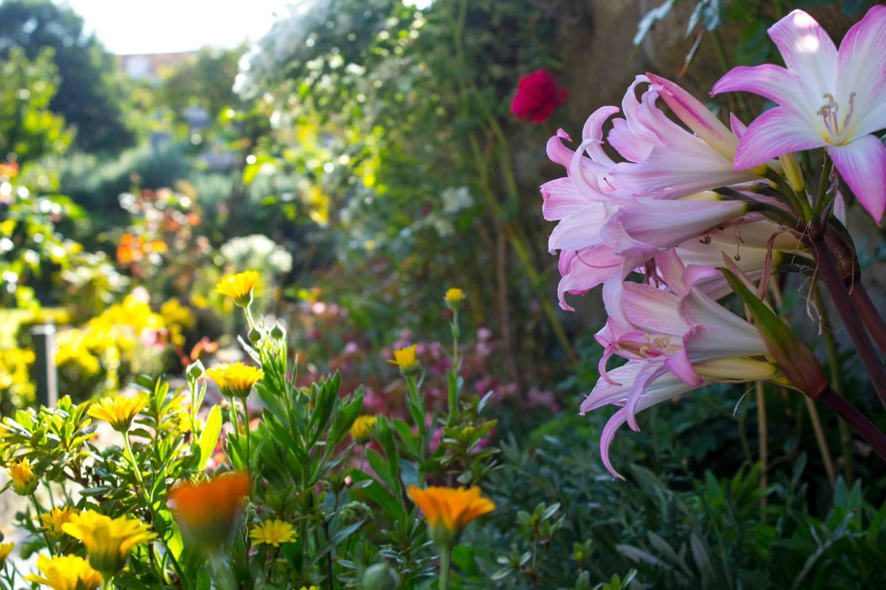Garden in Hotel Estoril Porto