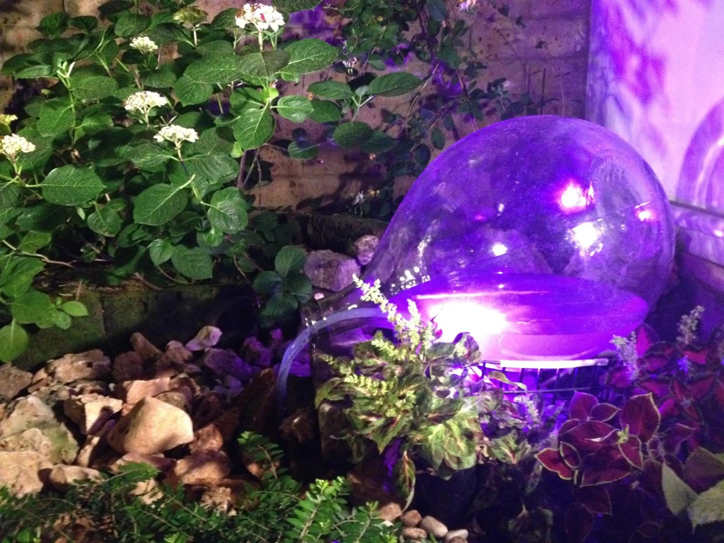 Garden in Hotel Derby