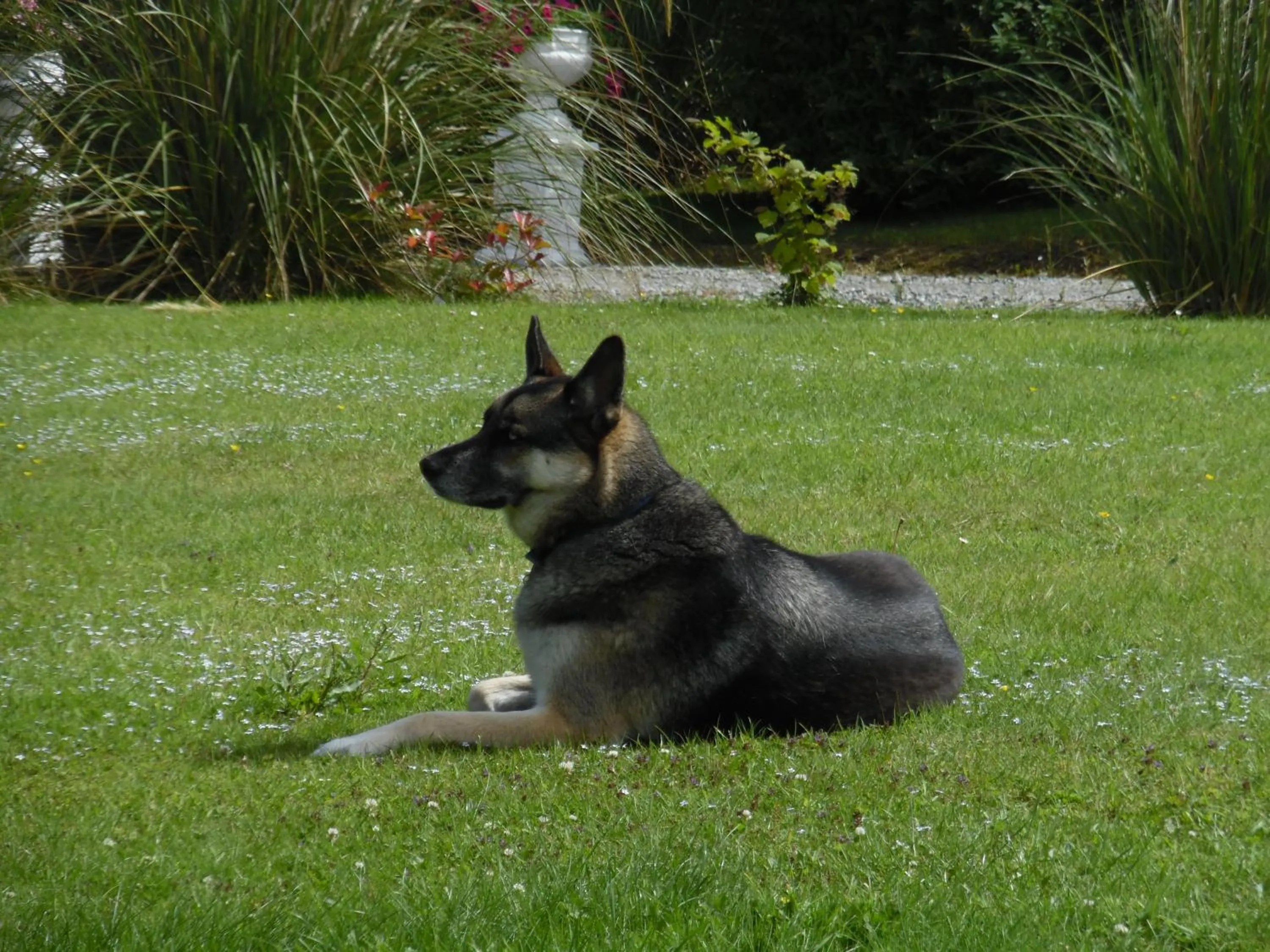 Pets in River Meadows B&B