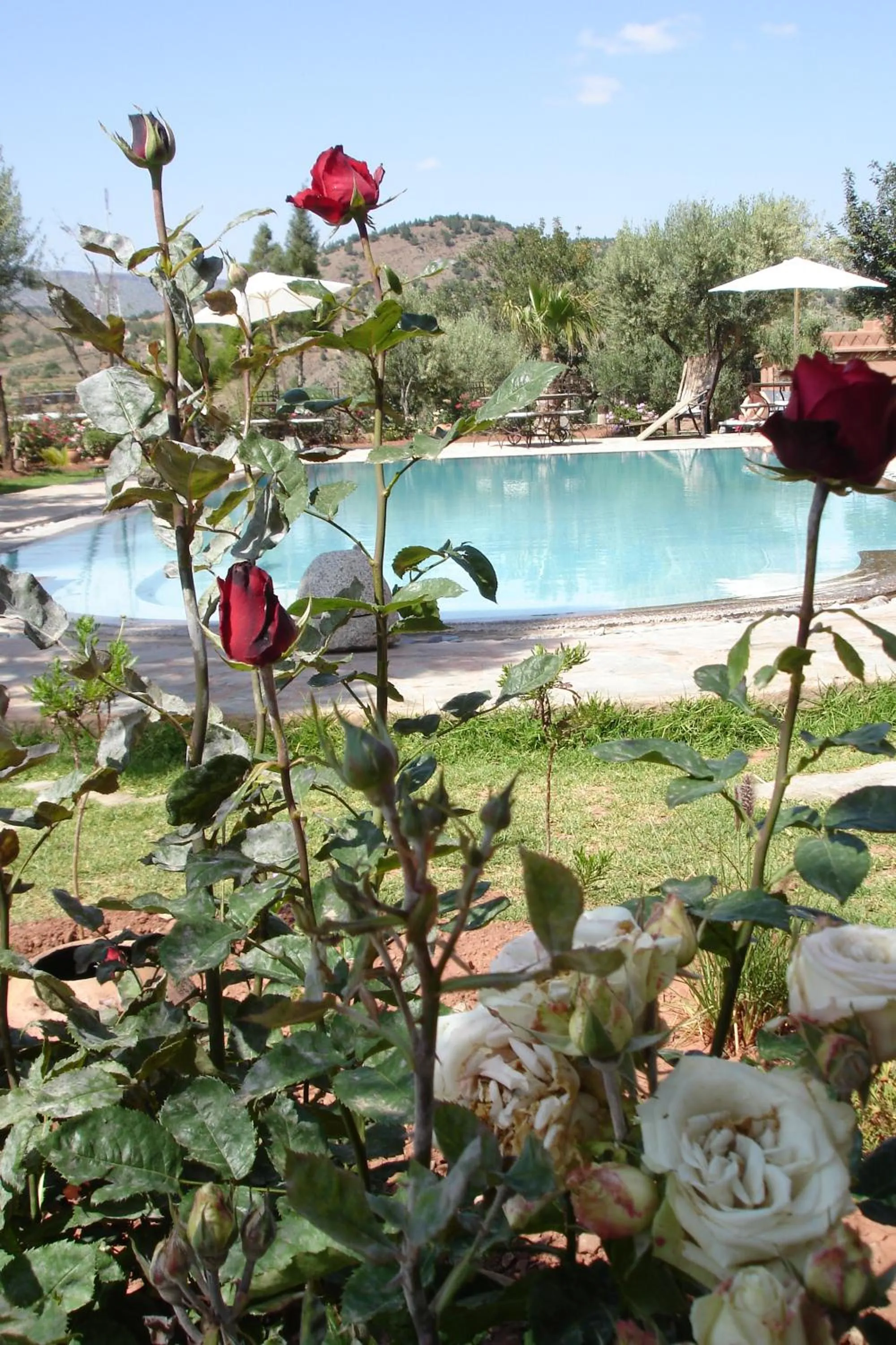 Garden in Auberge Chez Momo II