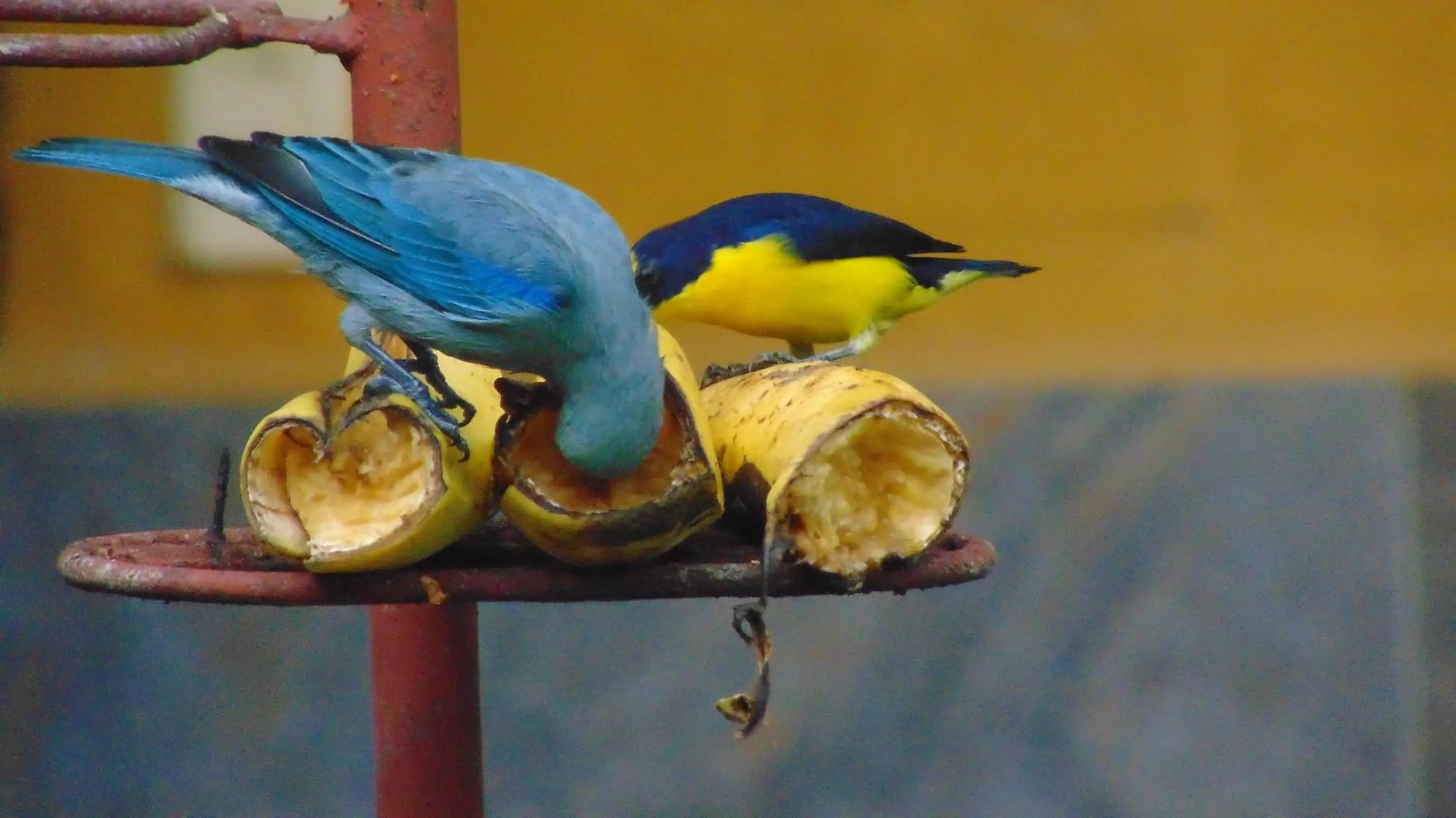 Finca Hotel La Quinta Porra