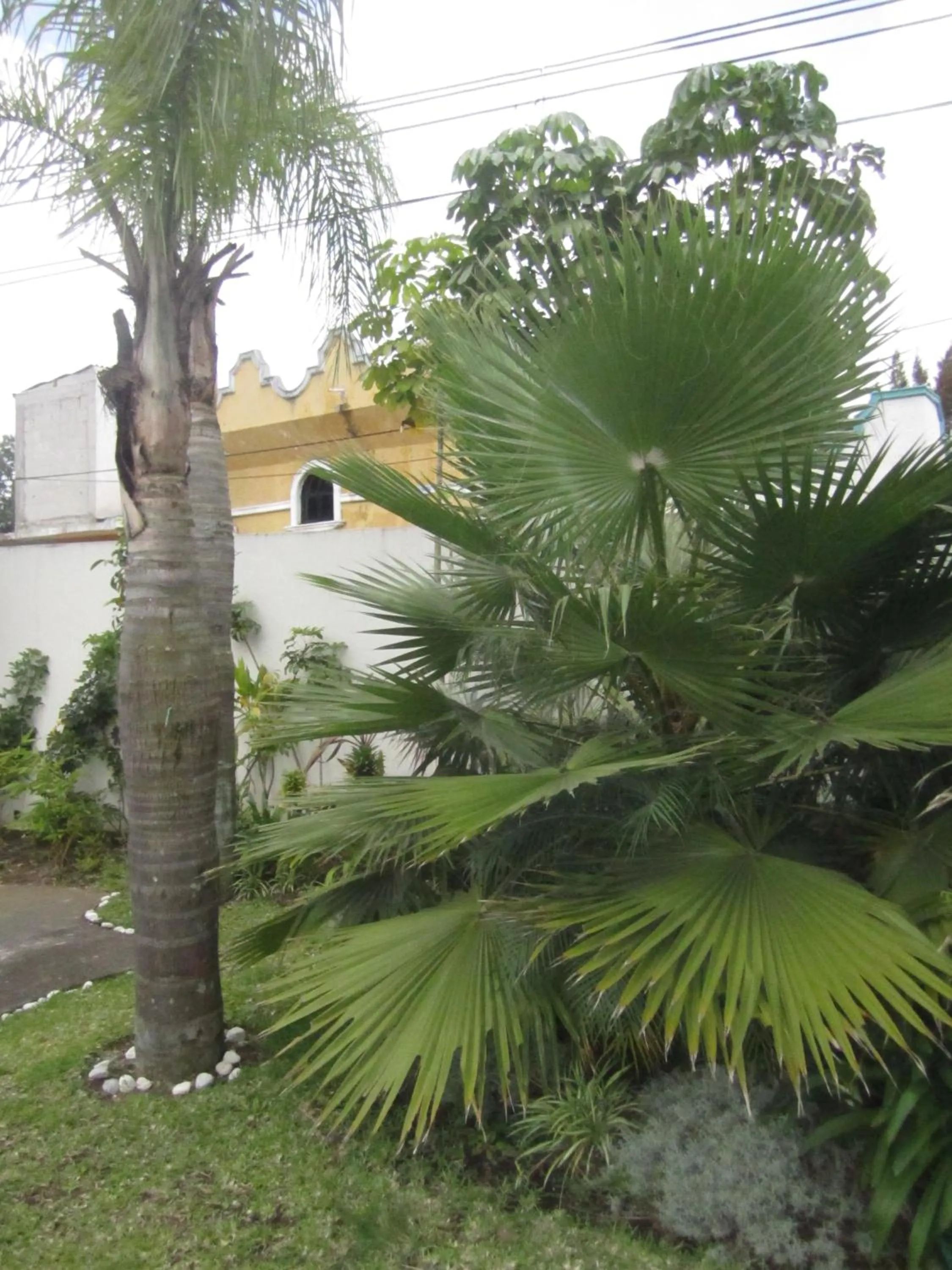 Garden view in Auto Hotel Mediterráneo
