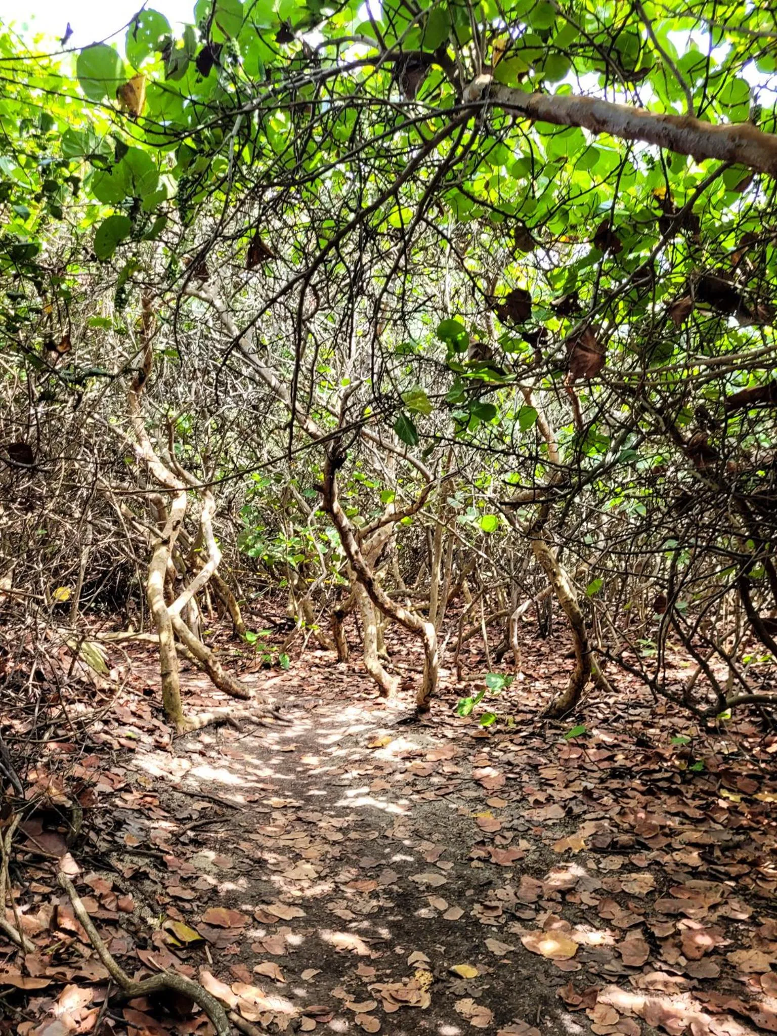 Spring in Tayrona Angel Lodge