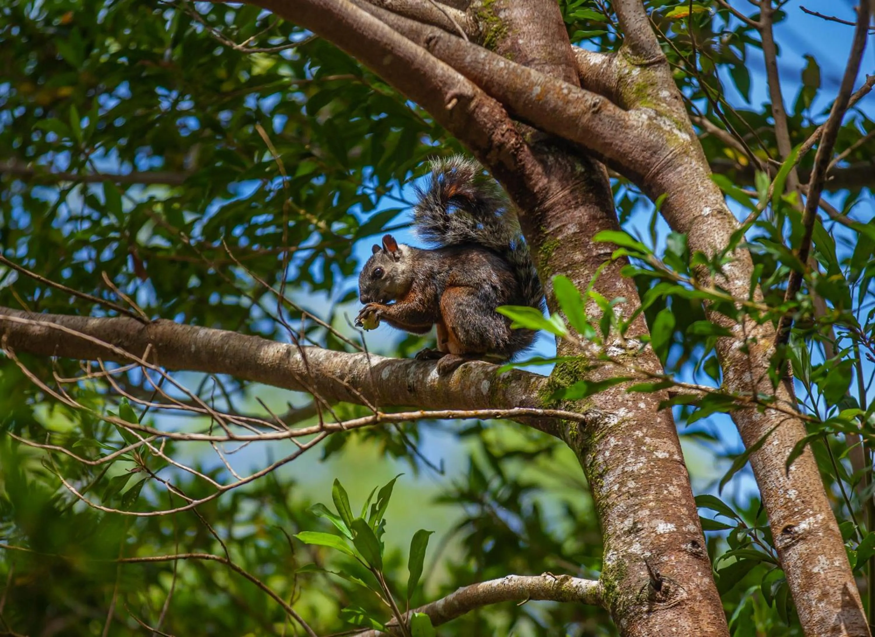 Activities in Senda Monteverde Hotel Member of the Cayuga Collection