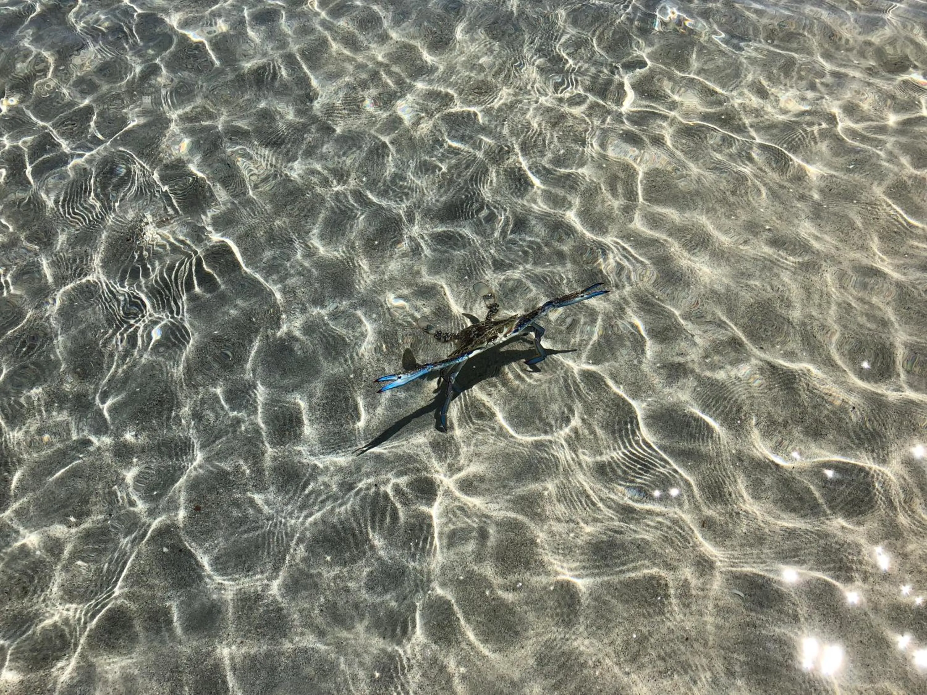 Other Animals in Peppermint Grove Beach Holiday Park