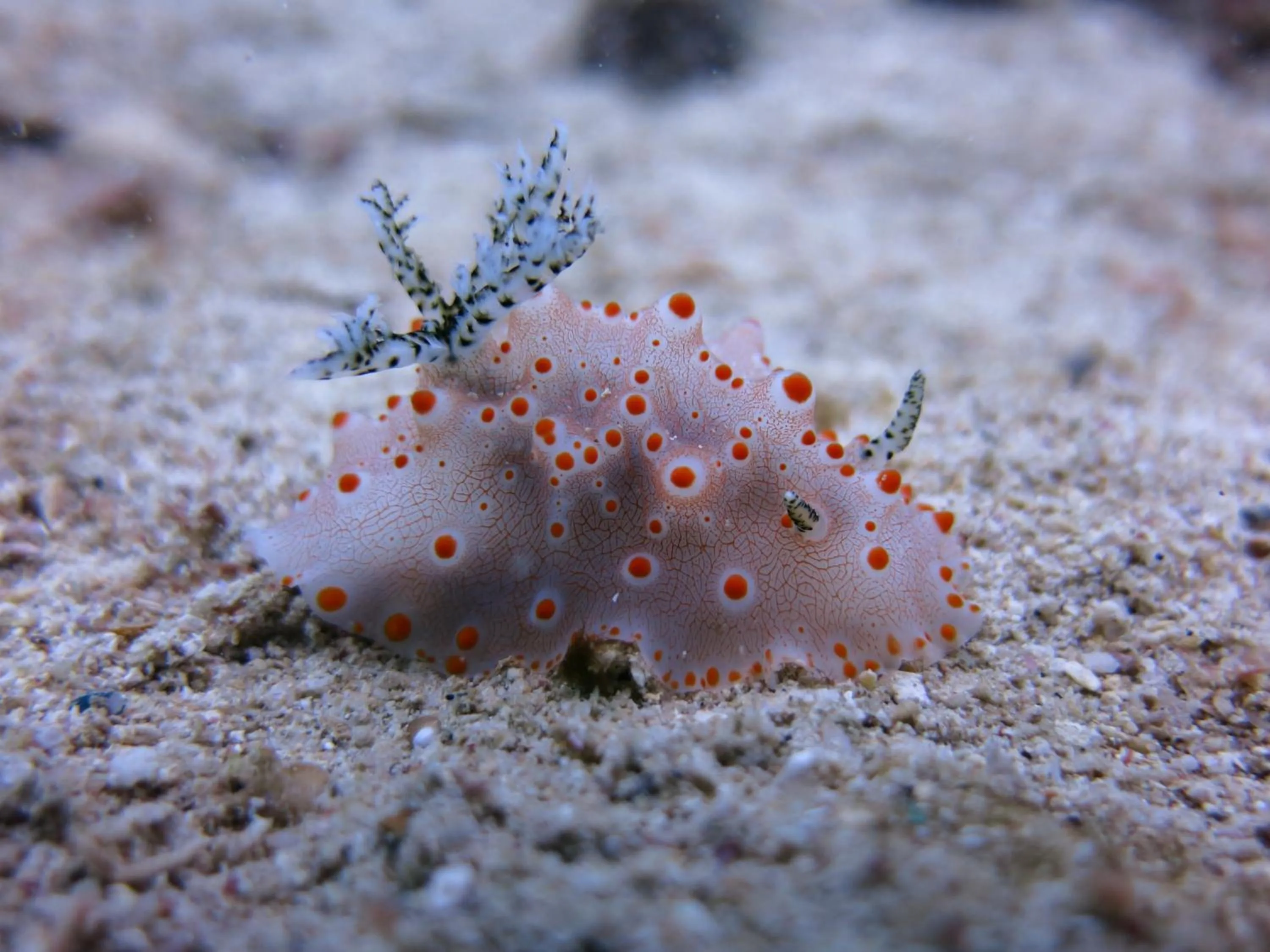 Diving in Badladz Beach and Dive Resort