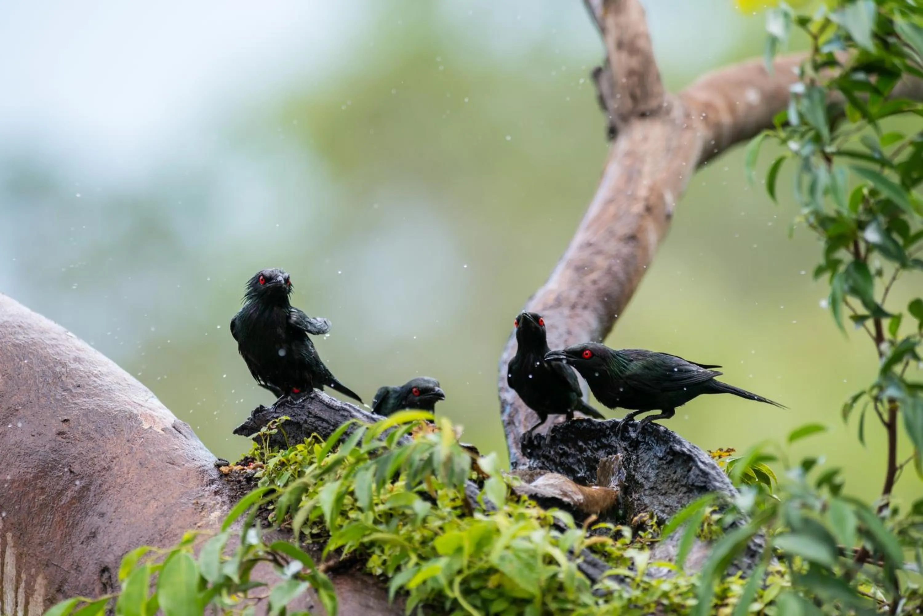 Animals in Thala Beach Nature Reserve