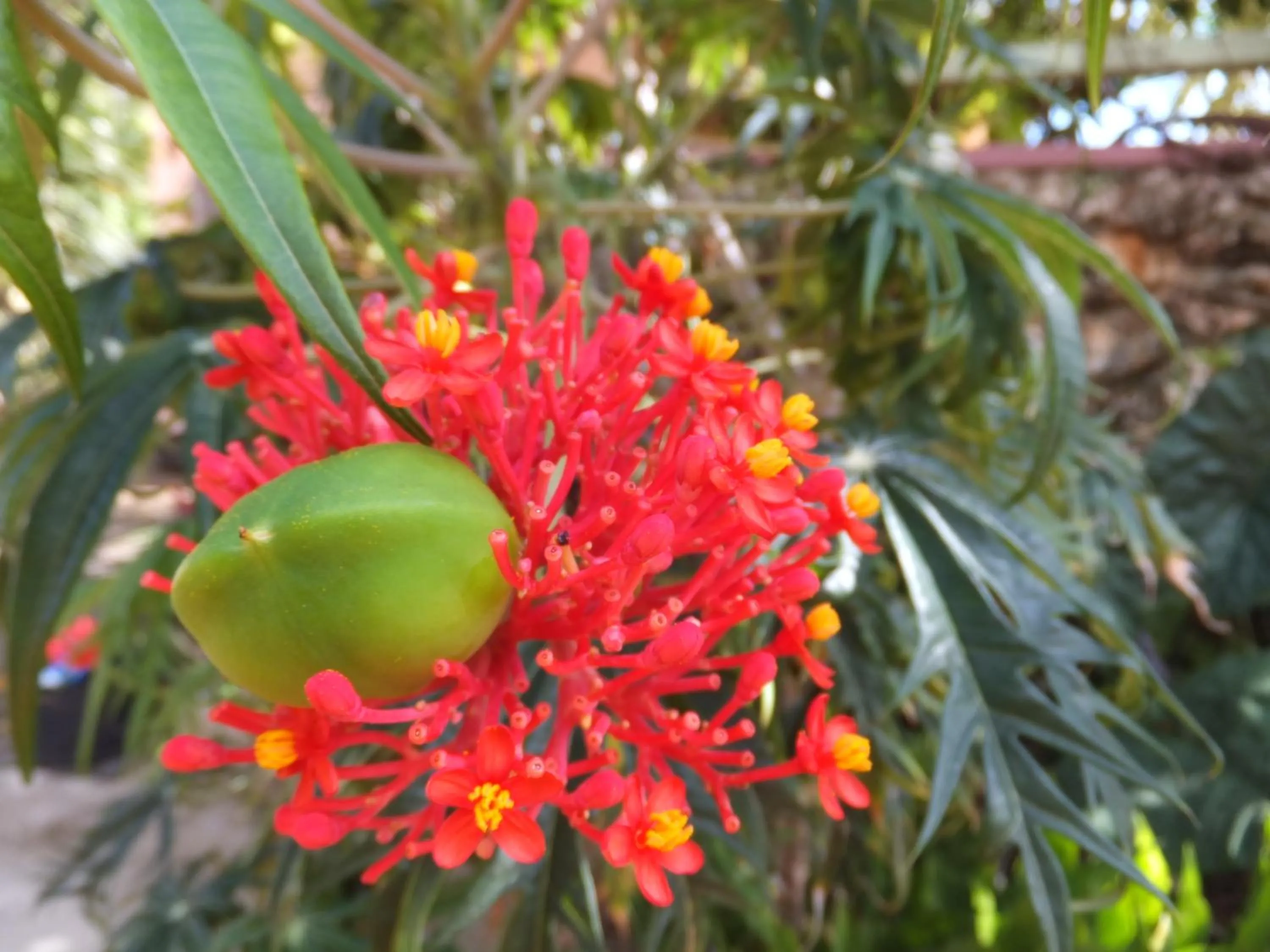 Garden in Pimento Lodge Resort