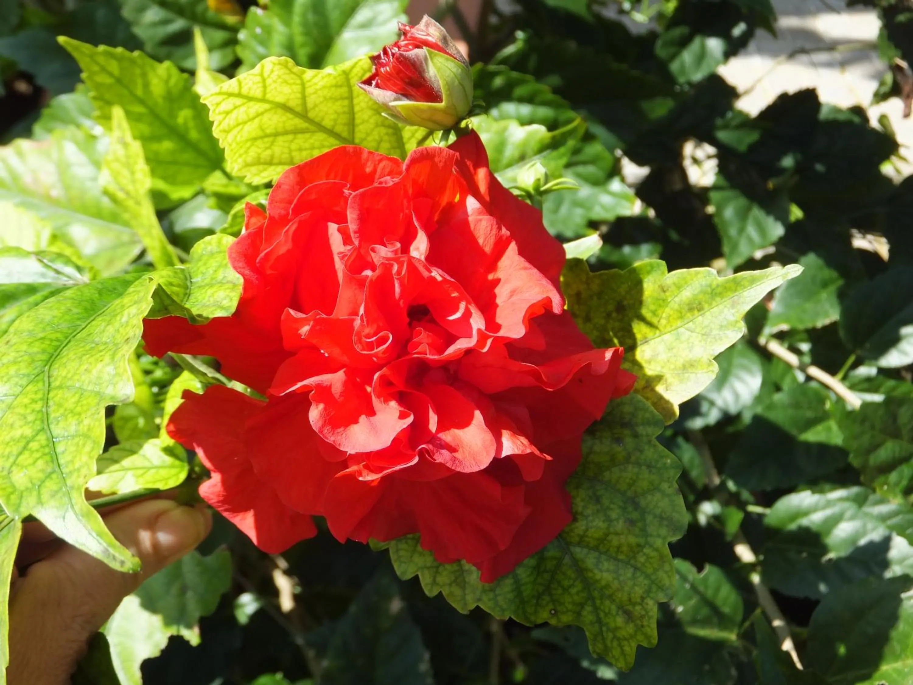 Garden in Pimento Lodge Resort