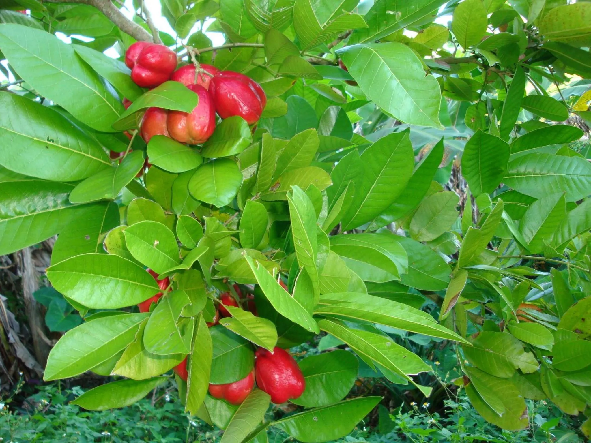 Garden in Pimento Lodge Resort