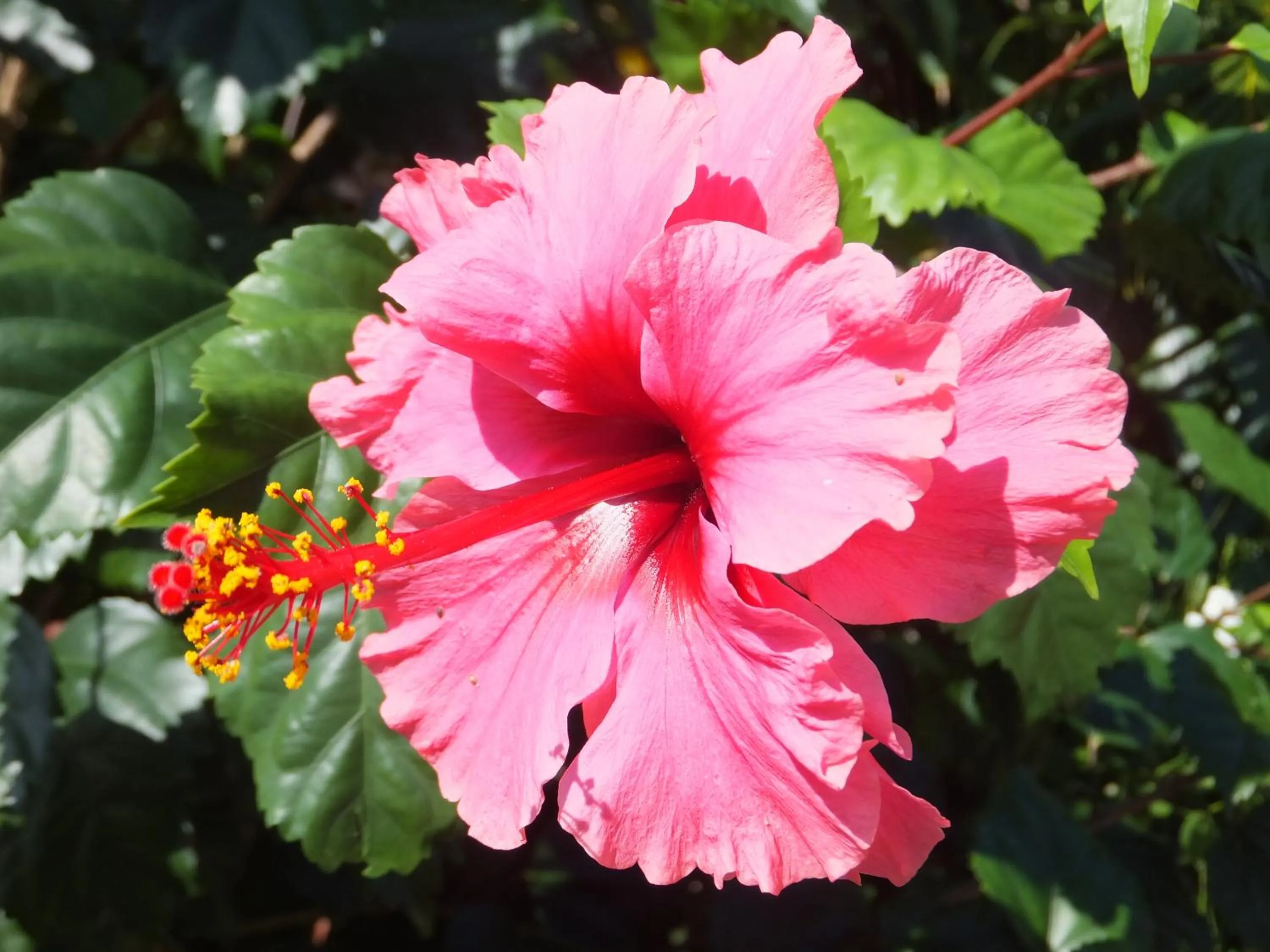 Garden in Pimento Lodge Resort
