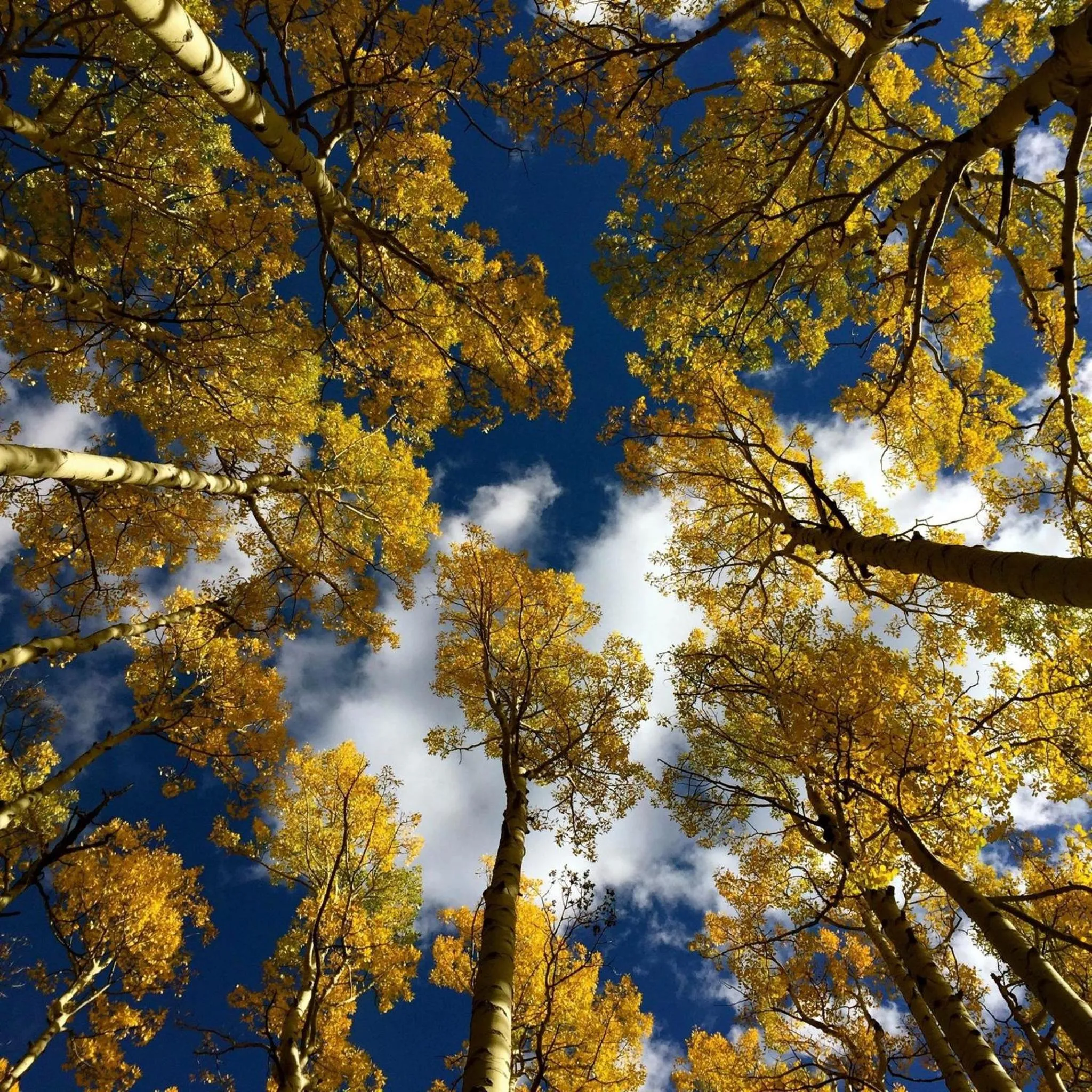 Natural landscape in Junipine Resort