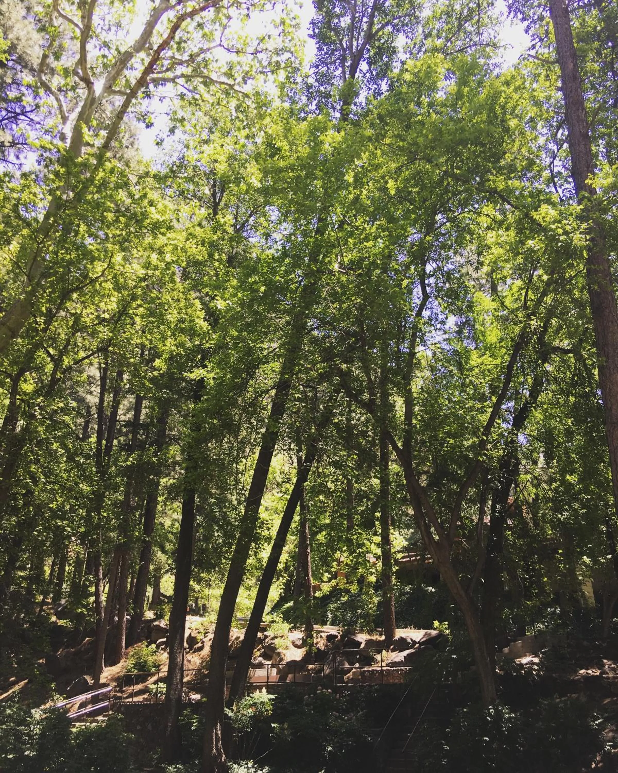 Day in Junipine Resort