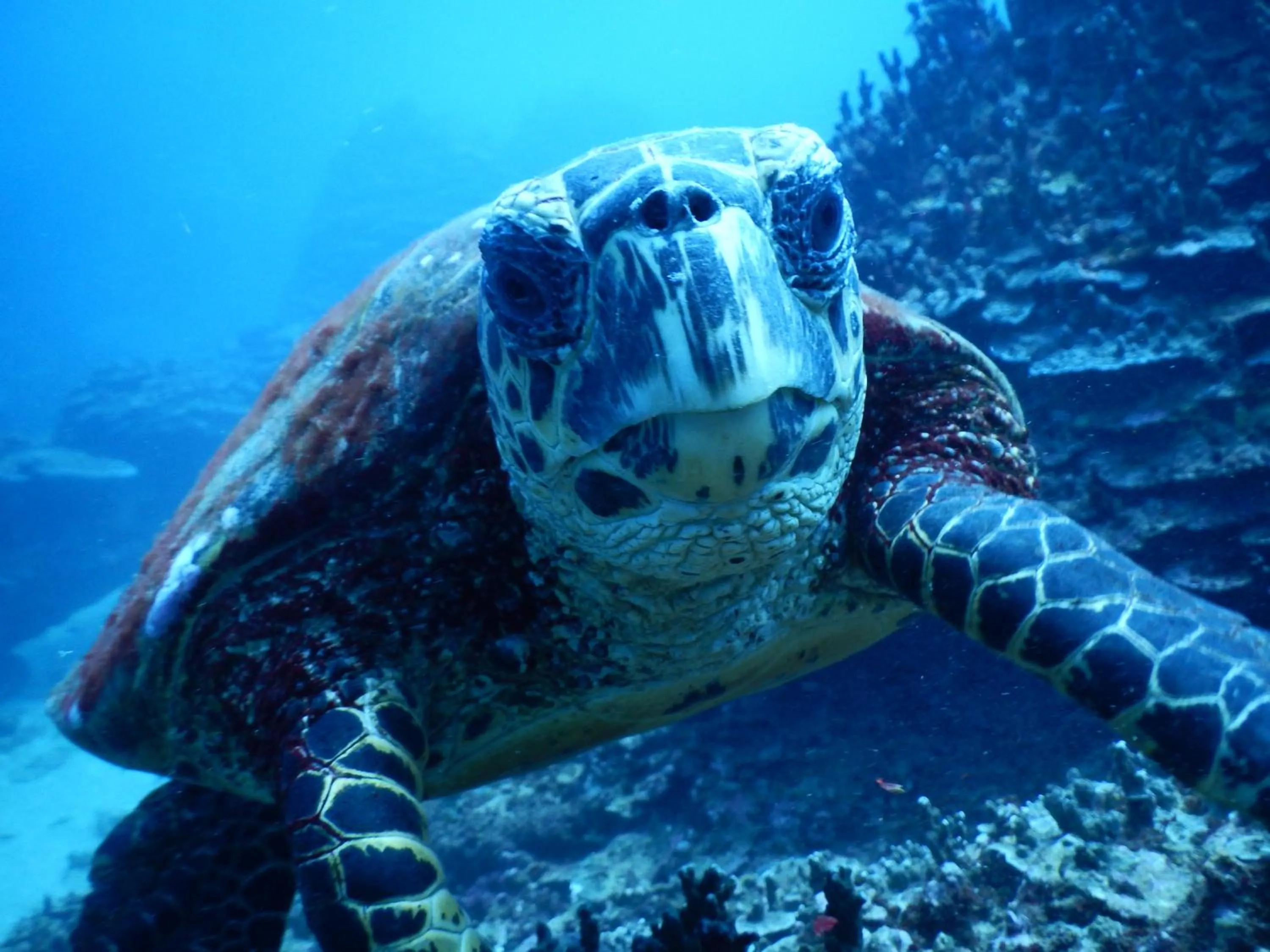 Snorkeling in Stevensons at Manase