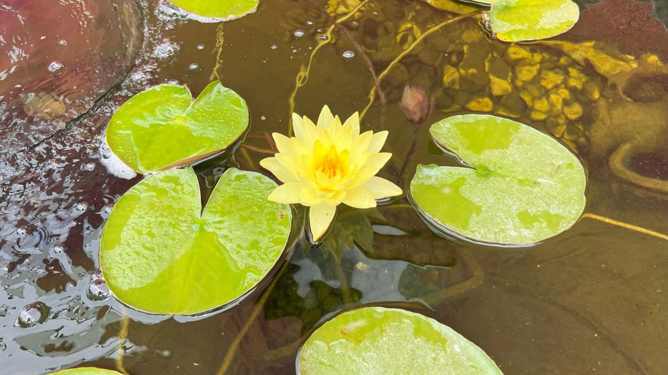 Garden in Villa 3 Caparica - Lisbon Gay Beach Resort
