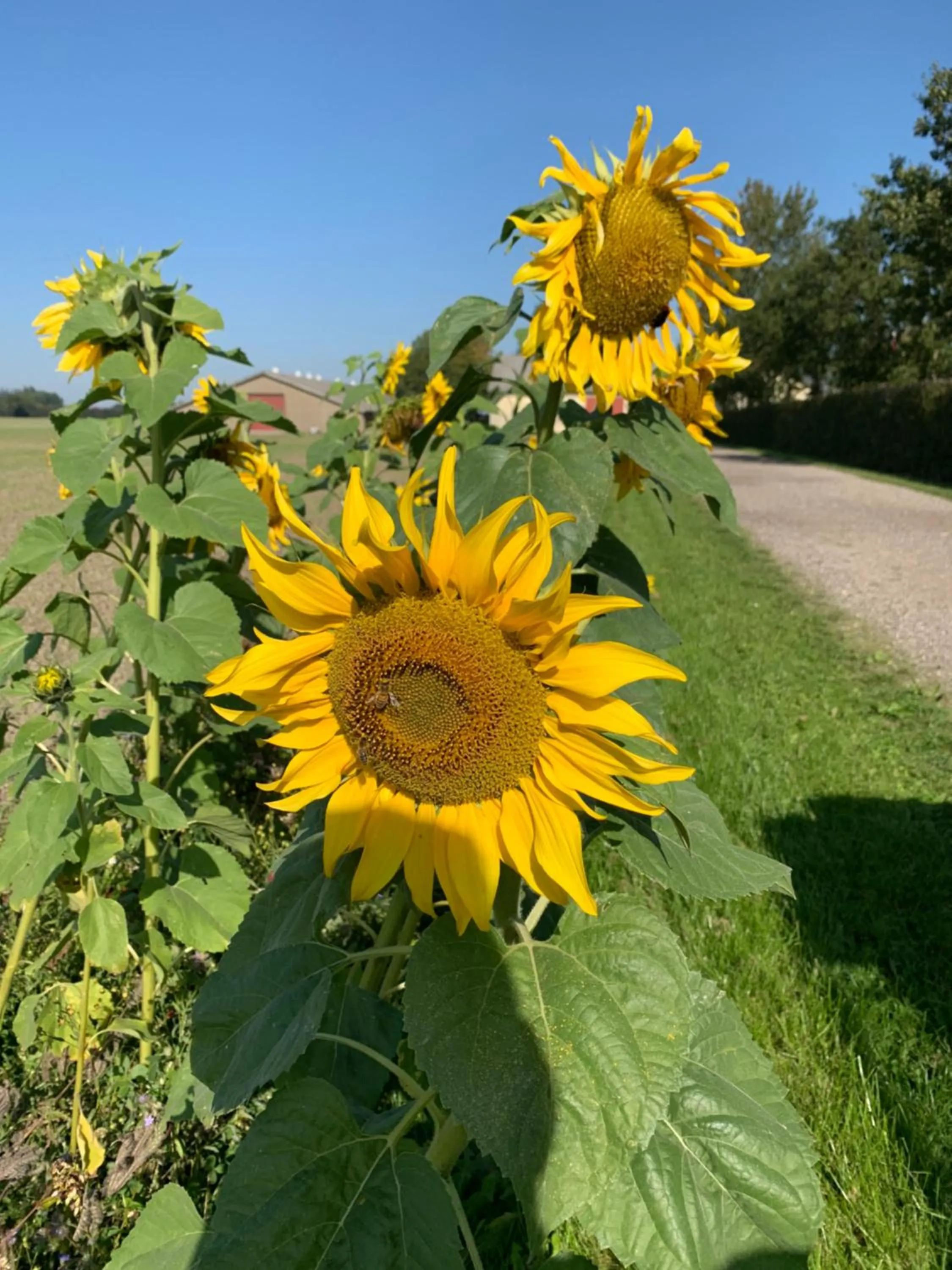 Bremsmaj Farm Holiday