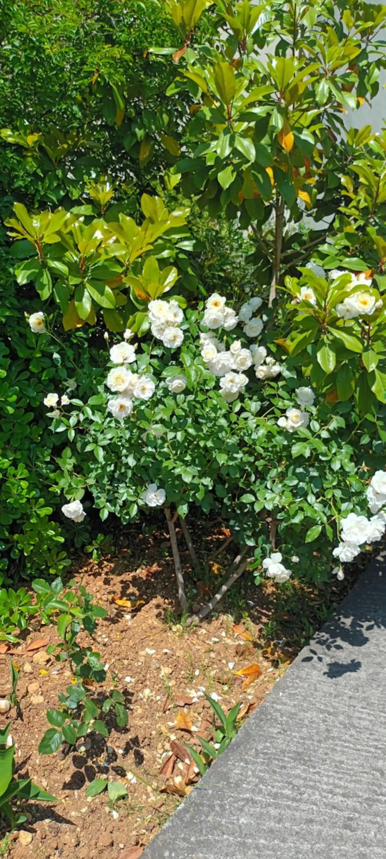 Garden in Dimitra Apartments G