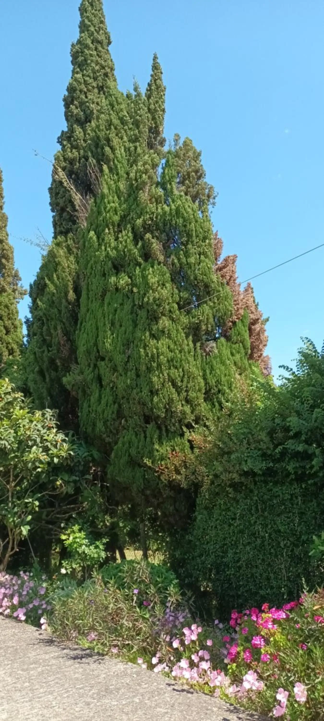 Natural landscape in Dimitra Apartments G