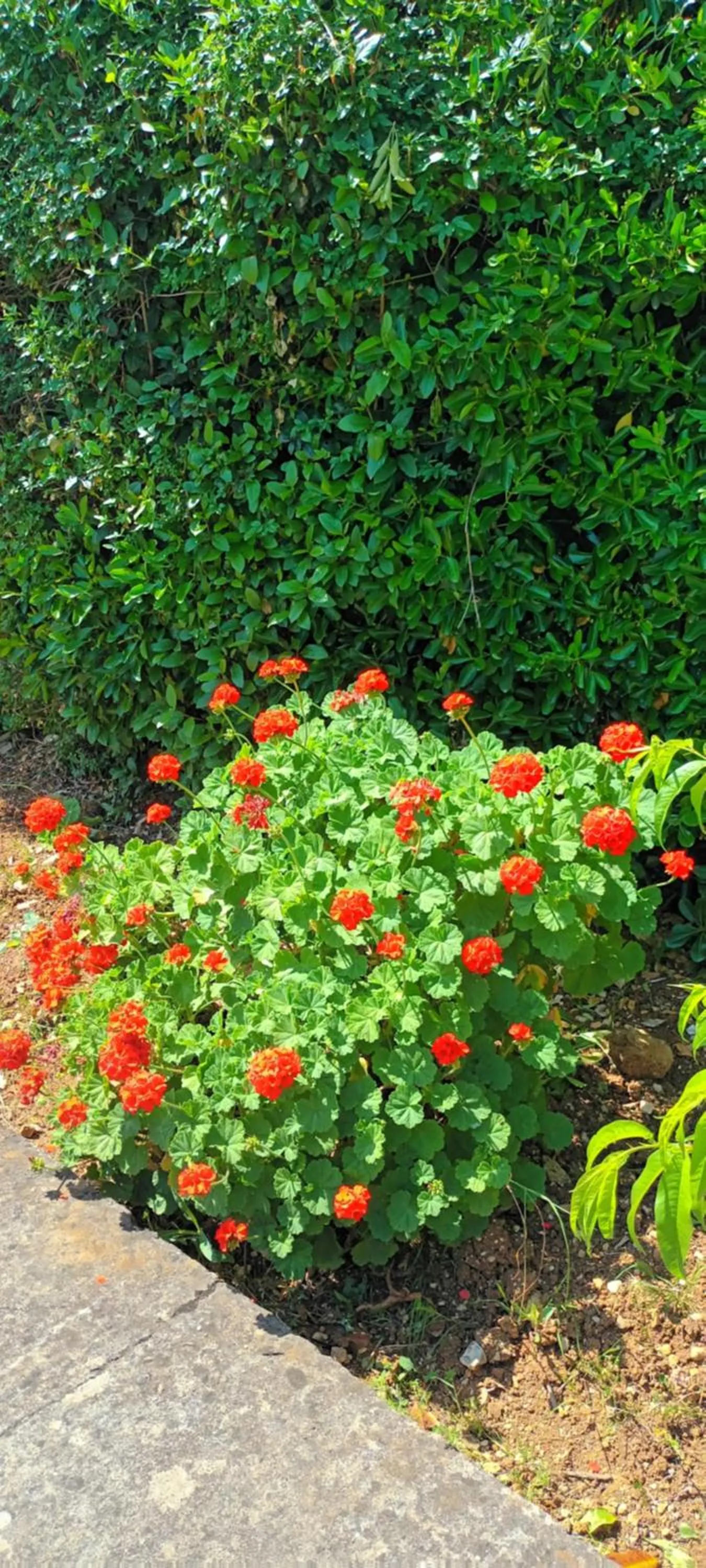 Garden in Dimitra Apartments G