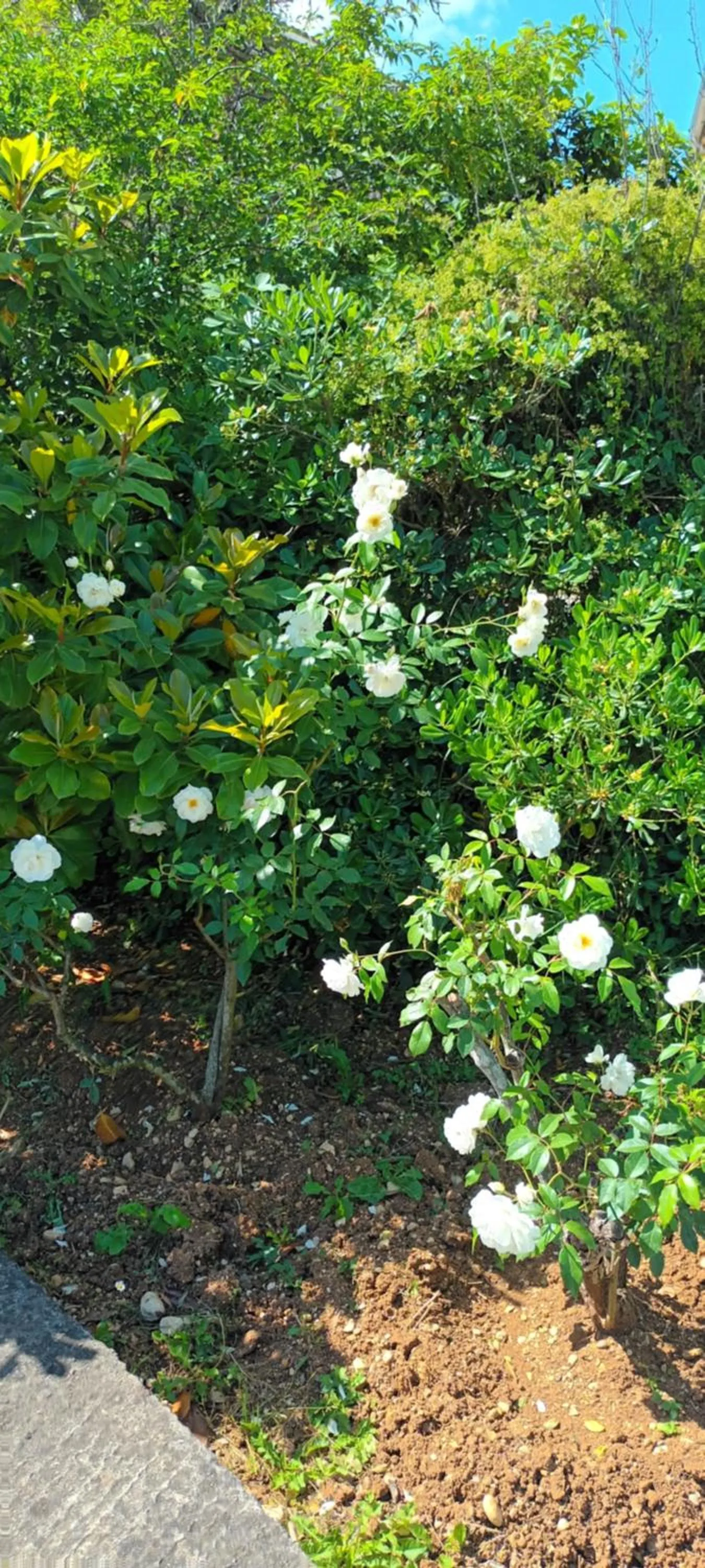 Garden in Dimitra Apartments G