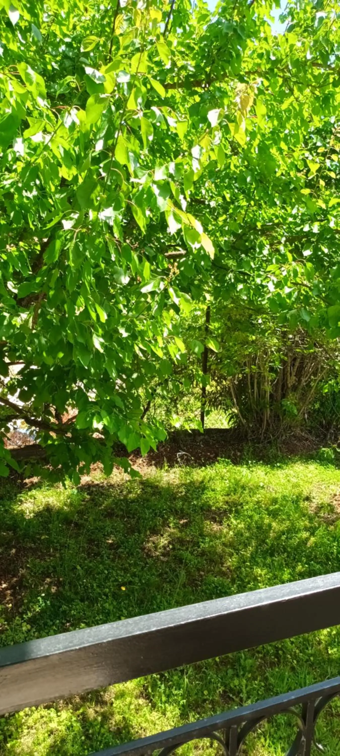 Garden in Dimitra Apartments G