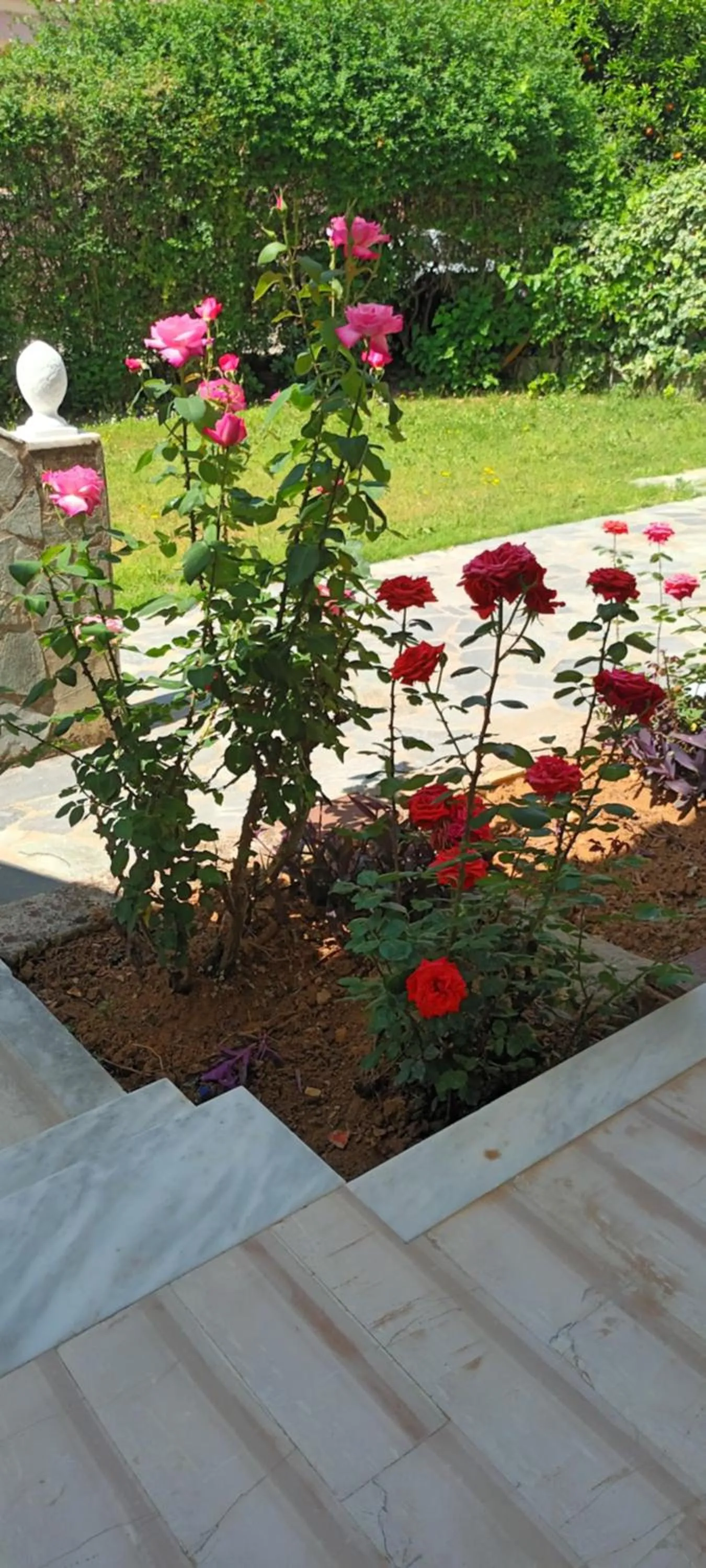 Garden in Dimitra Apartments G