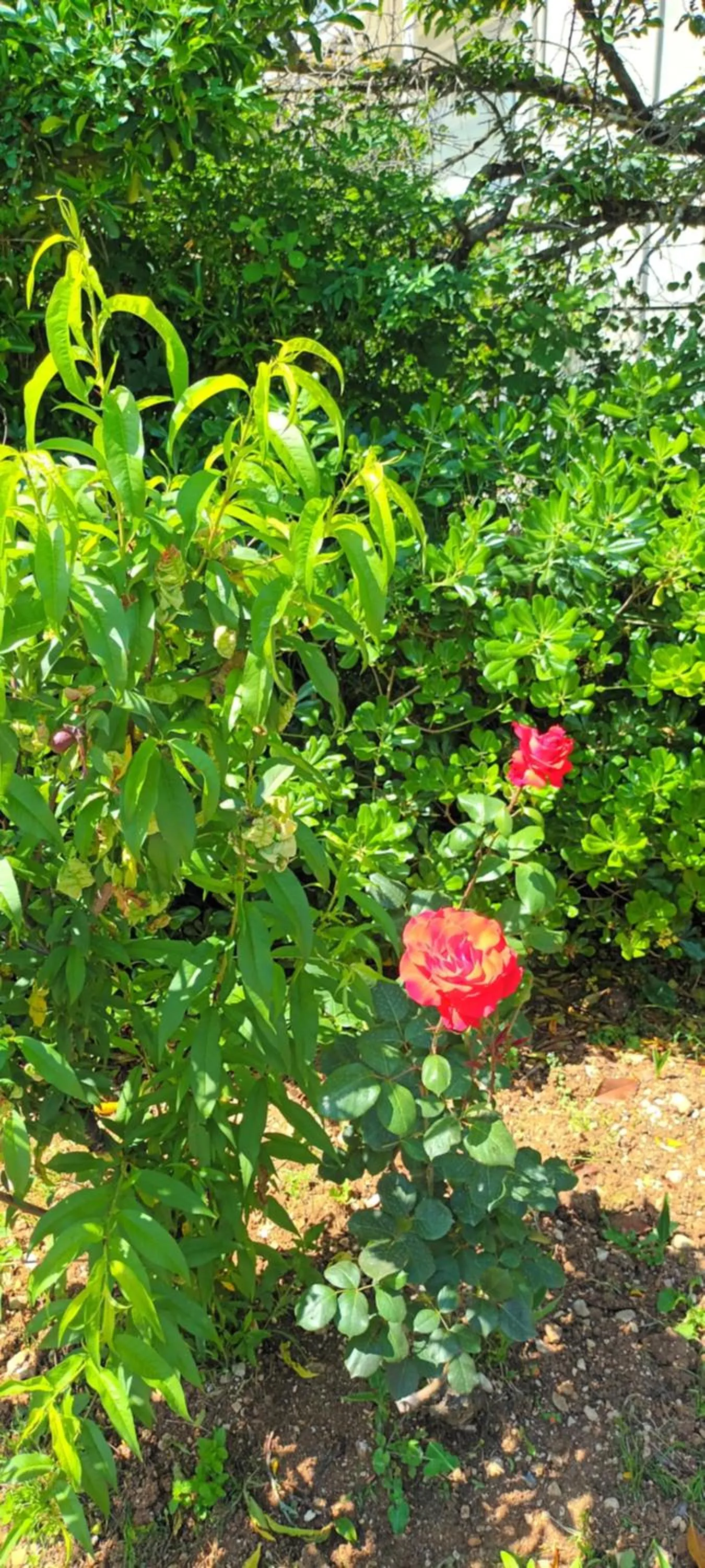 Garden in Dimitra Apartments G