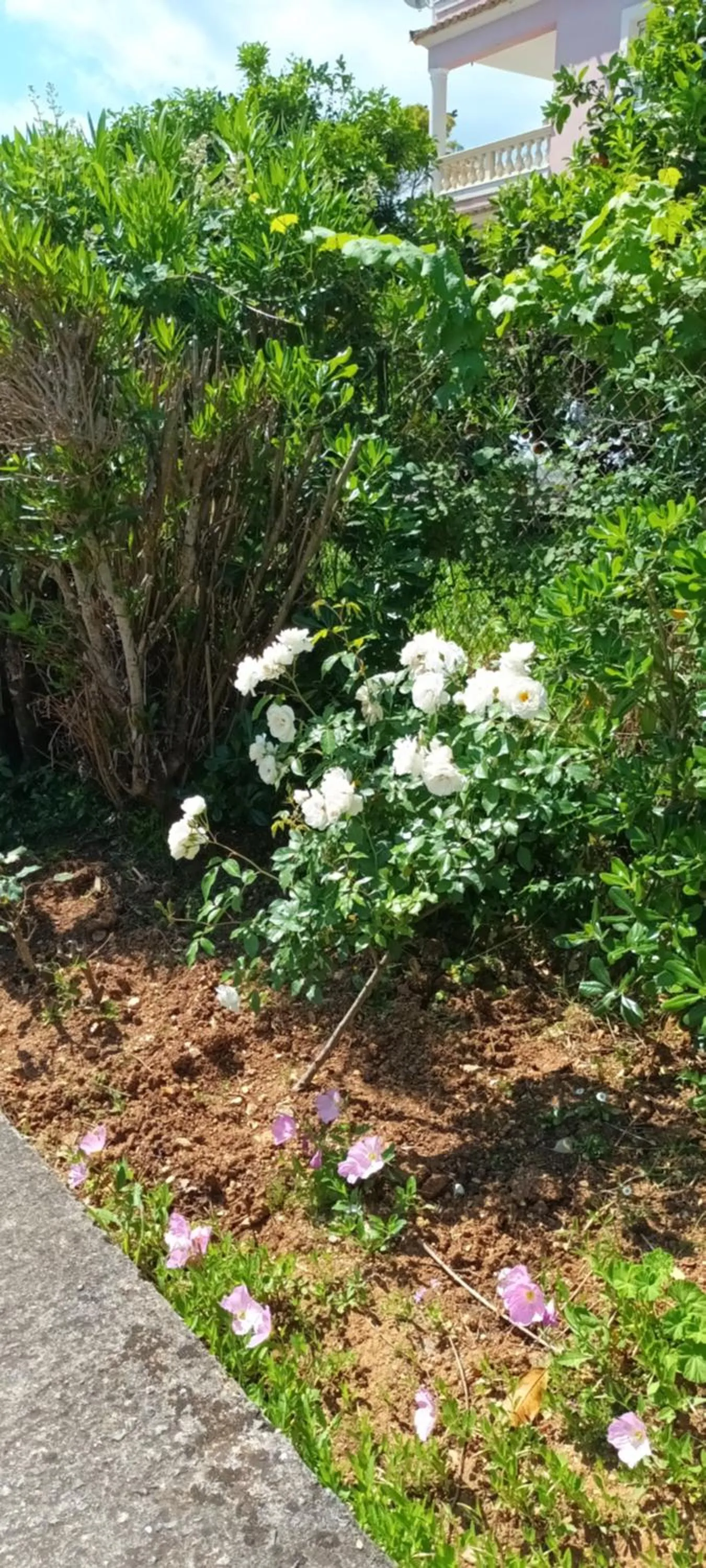 Garden in Dimitra Apartments G