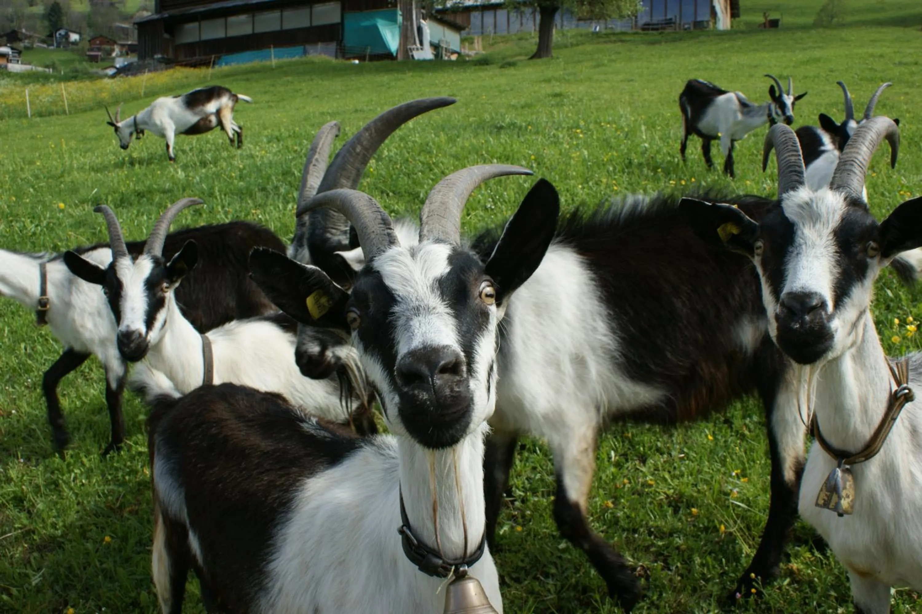Animals in Gästehaus Alpina in Fanas