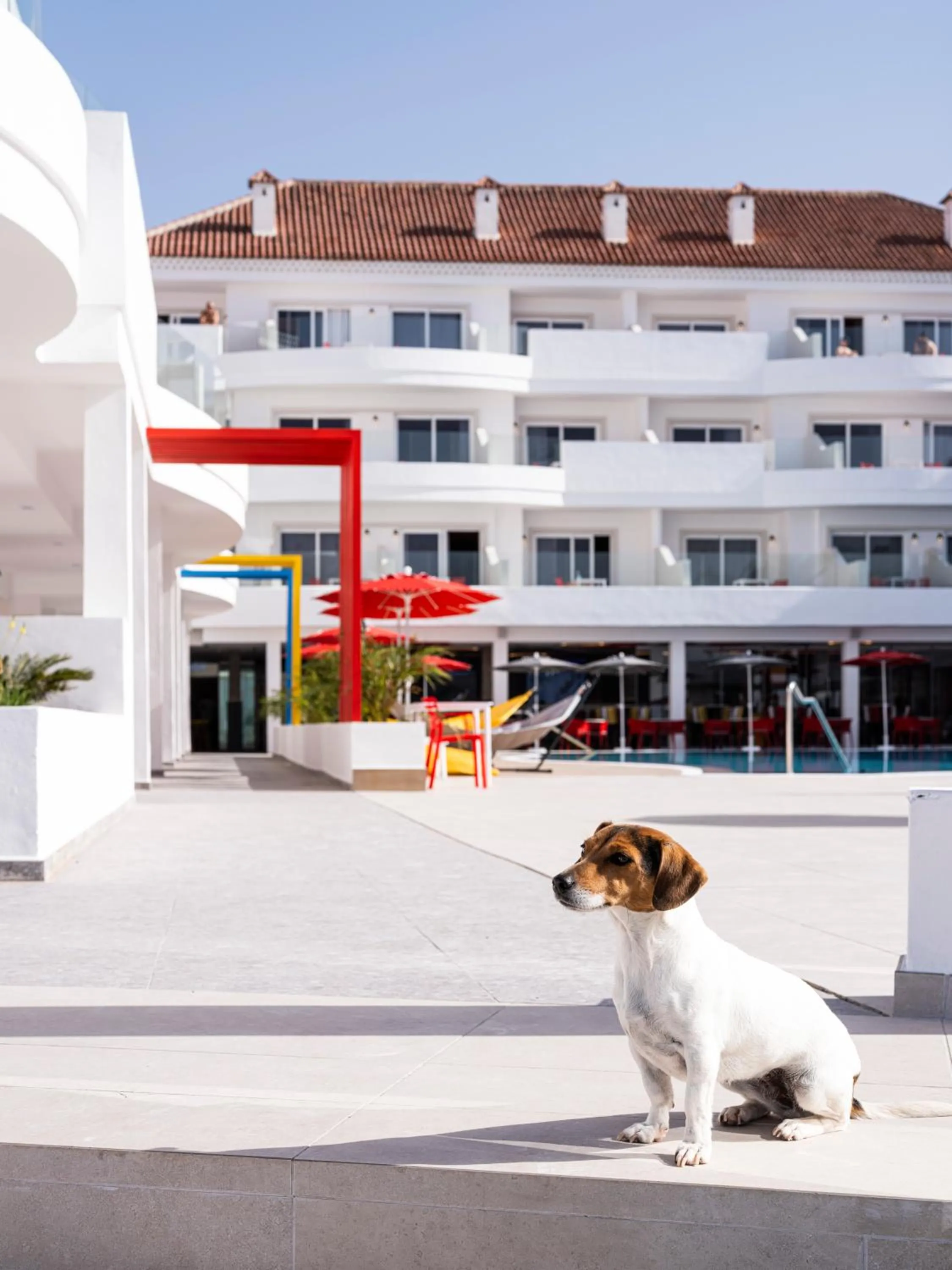 Pets in Sholeo Lodges Los Gigantes