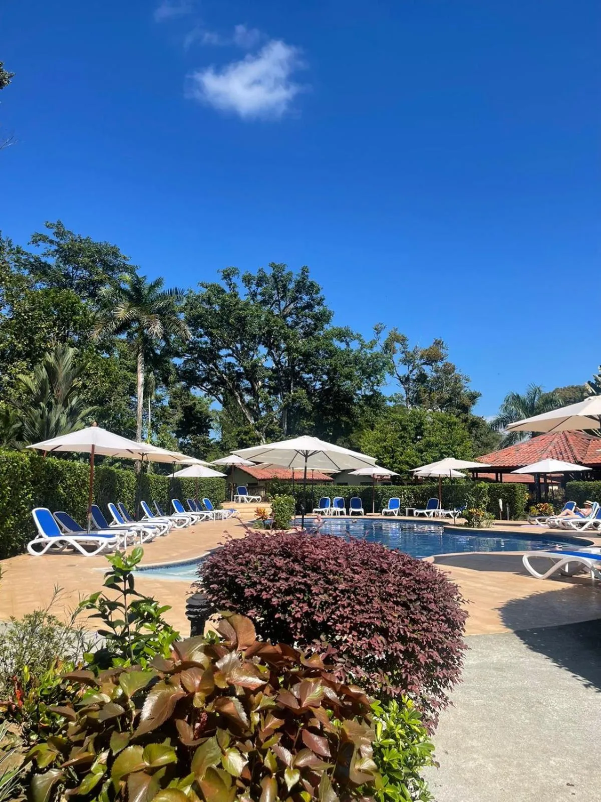 Swimming pool in La Foresta Nature Resort