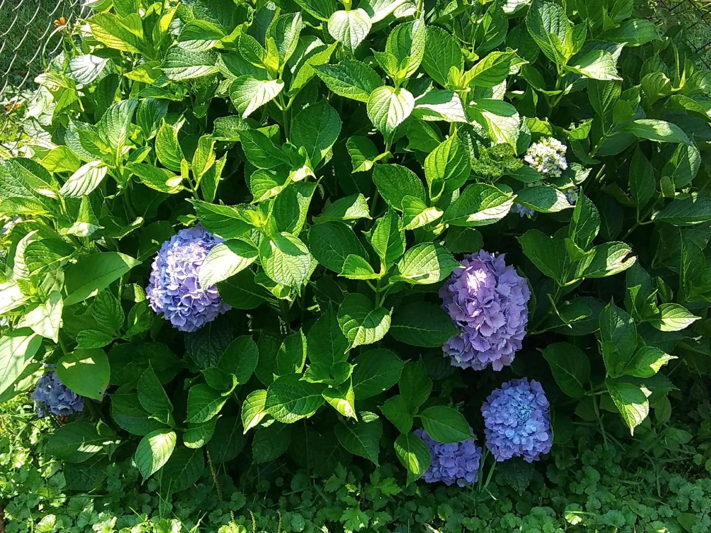 President Inn & Suites