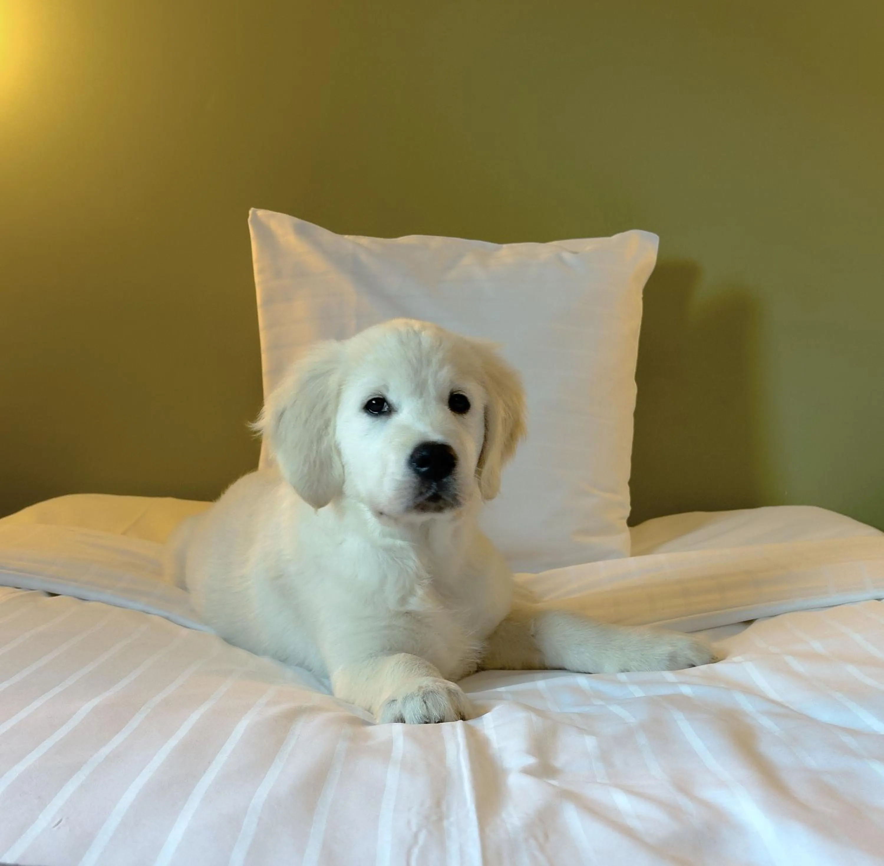 Animals in Good Morning Lund