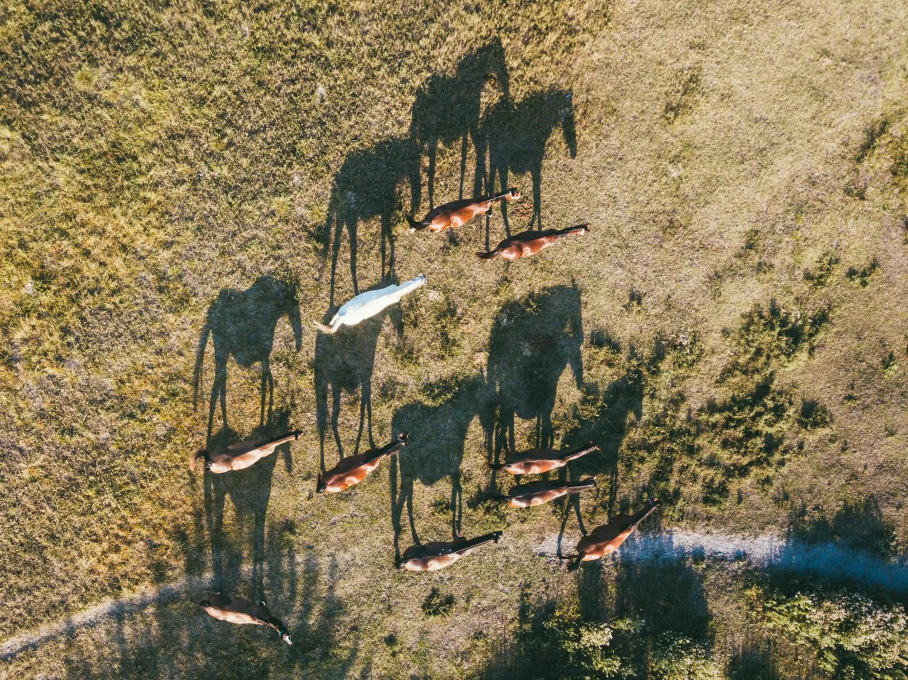 Bird's eye view in Homoki Lodge - Nature Quest Resort - Adult Only