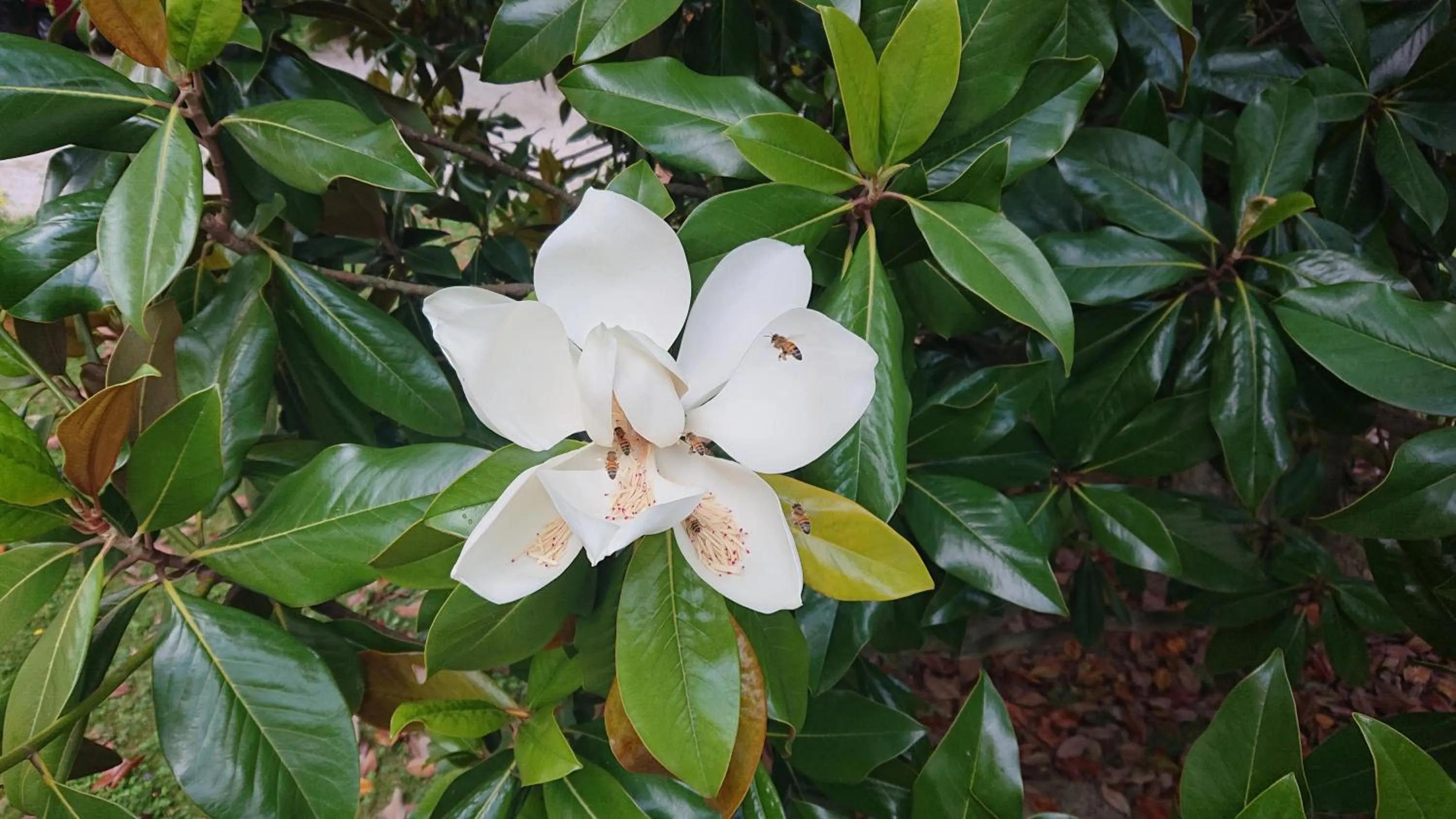 Corte livia Room & Breakfast