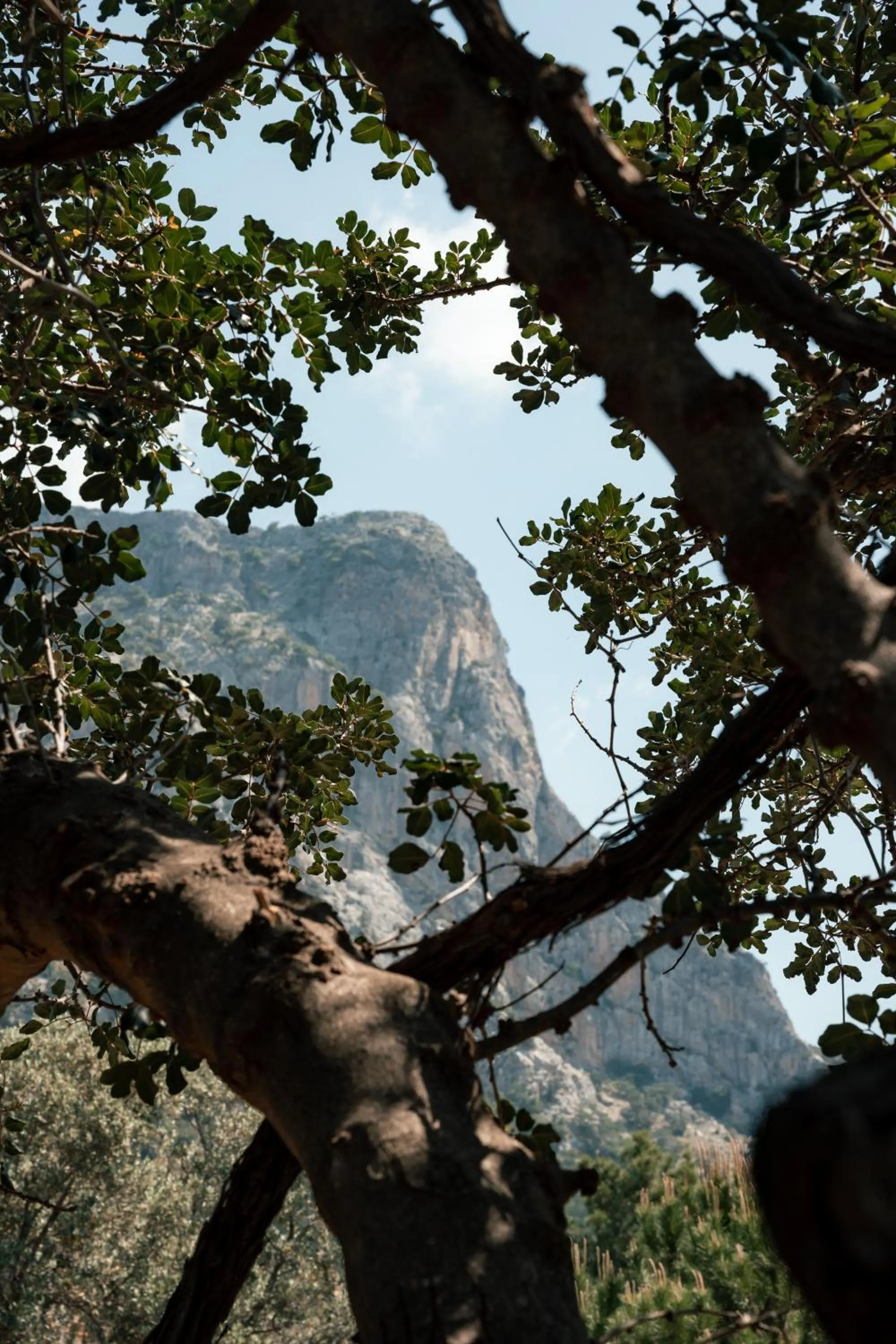 Natural landscape in Olive Garden Kabak