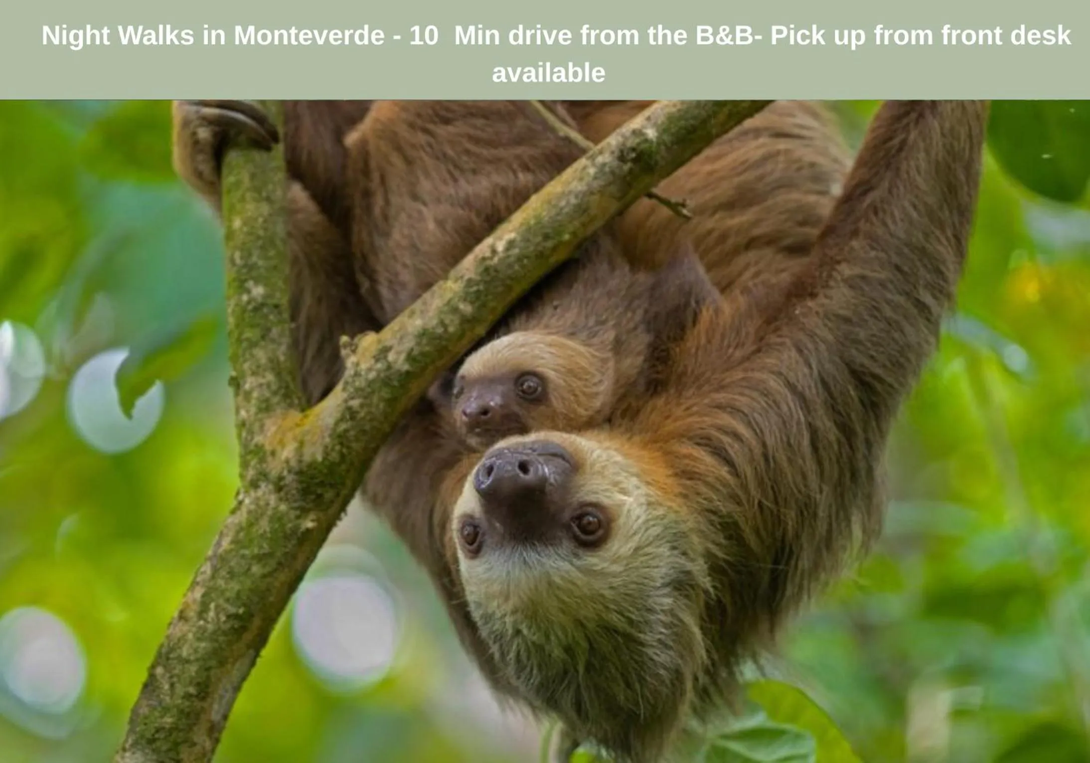 Activities in Camino Verde B&B Monteverde Costa Rica